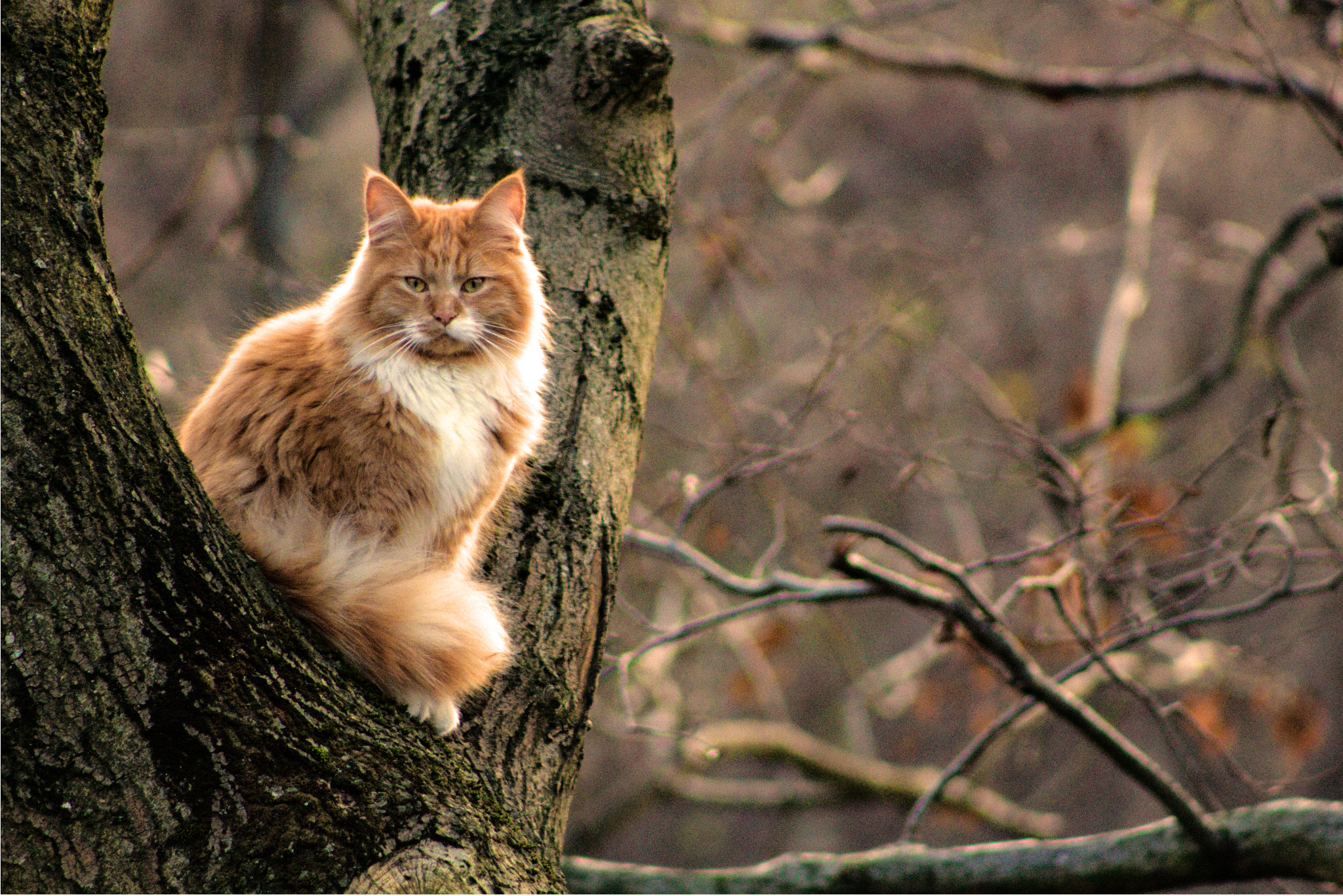 Canon EOS 100D (EOS Rebel SL1 / EOS Kiss X7) + EF75-300mm f/4-5.6 sample photo. Leonard in the tree photography