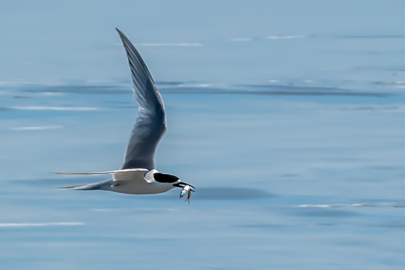 Sigma 120-400mm F4.5-5.6 DG OS HSM sample photo. Tern photography