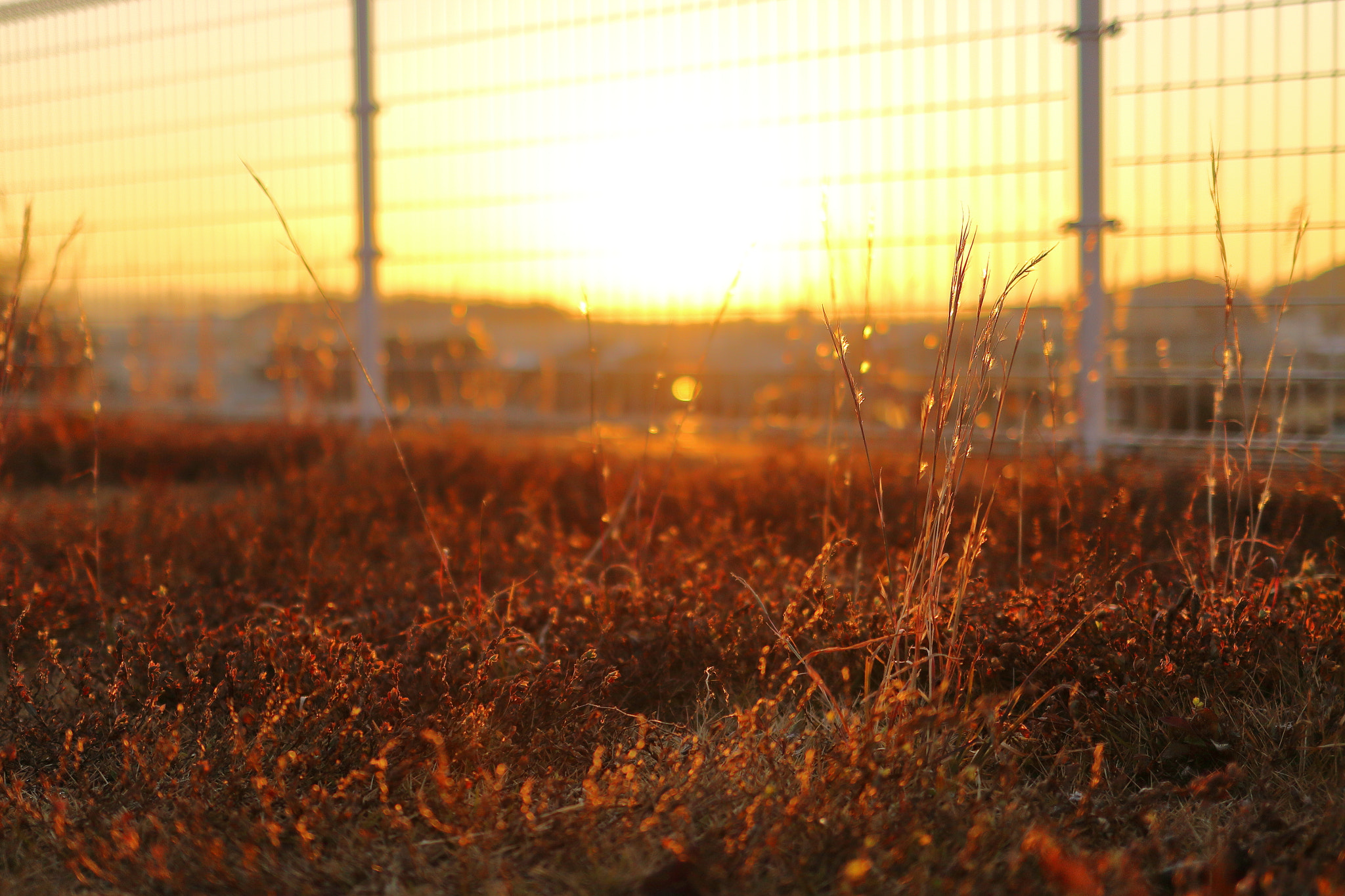 Canon EOS 70D + Canon EF 35mm F2 IS USM sample photo. New year's light photography