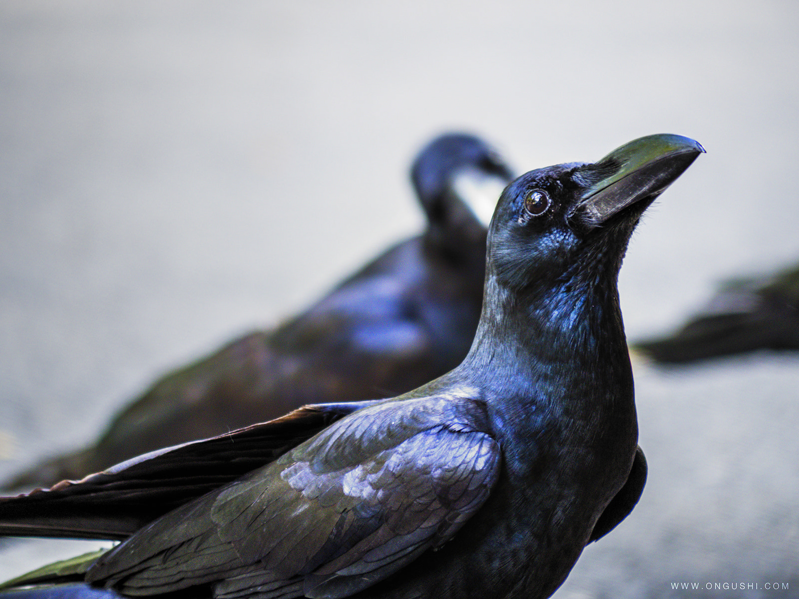 Olympus OM-D E-M10 II sample photo. My finder 91: obsidian photography