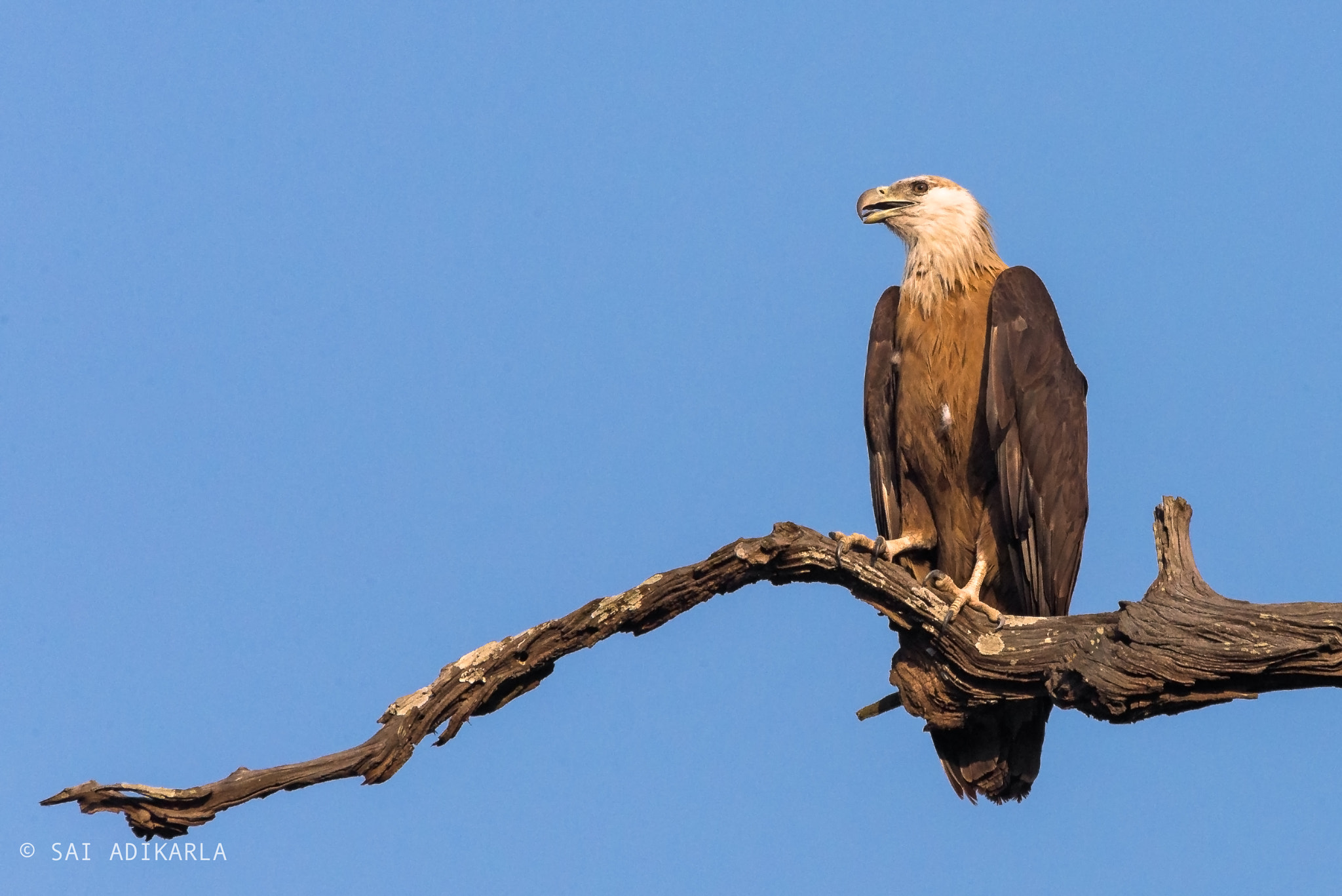 Nikon AF-S Nikkor 200-500mm F5.6E ED VR sample photo. Pallas's fish eagle photography