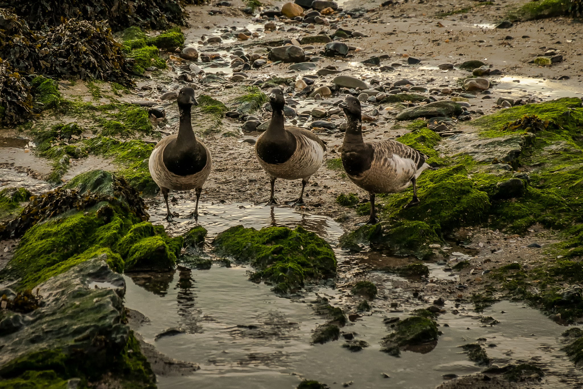 Fujifilm X-Pro1 + Fujifilm XC 50-230mm F4.5-6.7 OIS sample photo. Brent geese photography