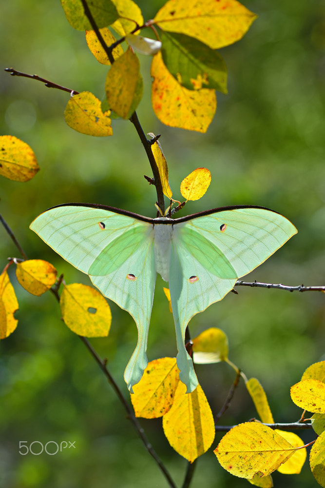 Nikon D7100 + Nikon AF Nikkor 35mm F2D sample photo. The indian moon moth photography