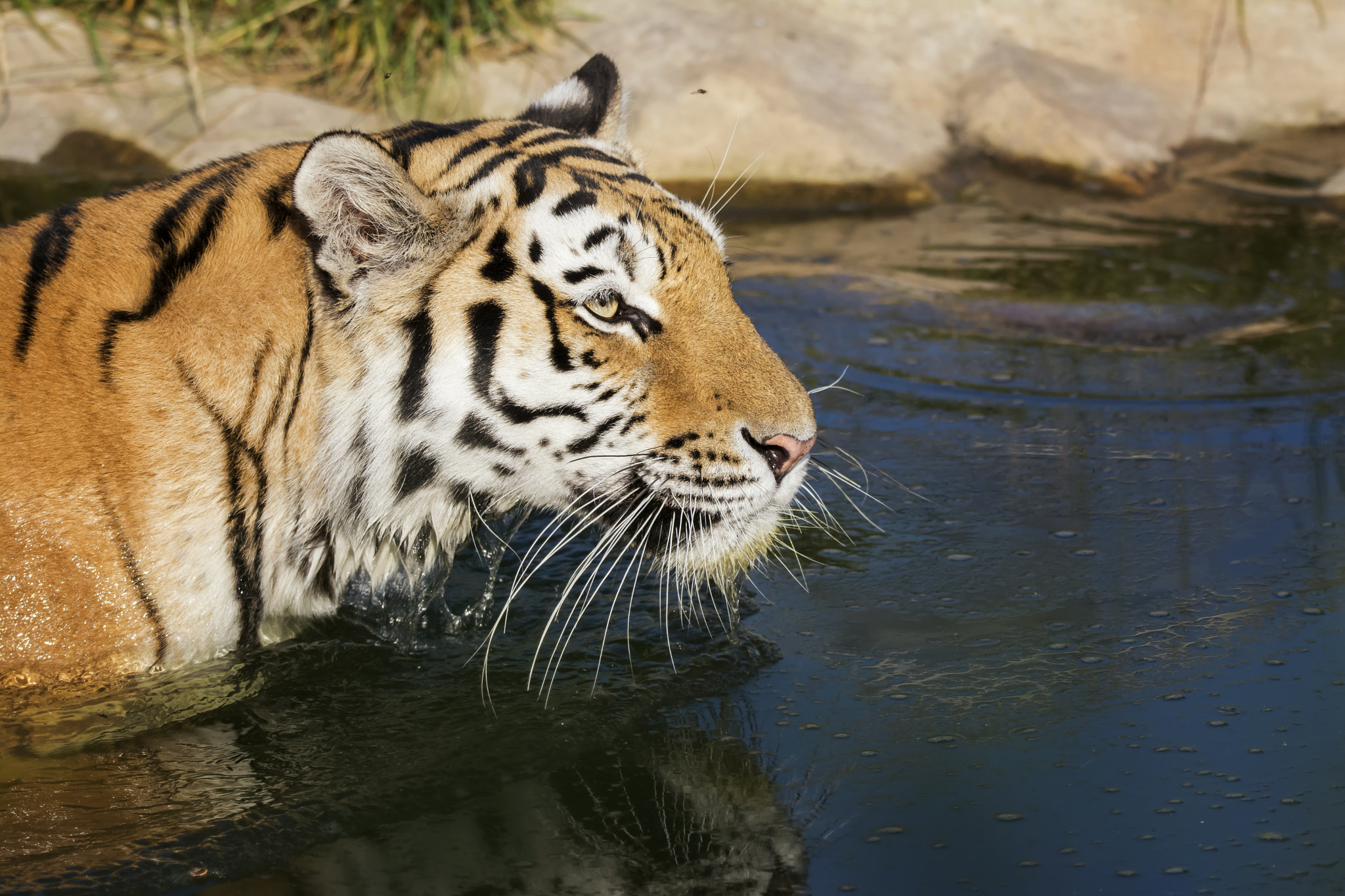 Sigma 150-600mm F5-6.3 DG OS HSM | S sample photo. Siberian tiger (panthera tigris altaica) photography
