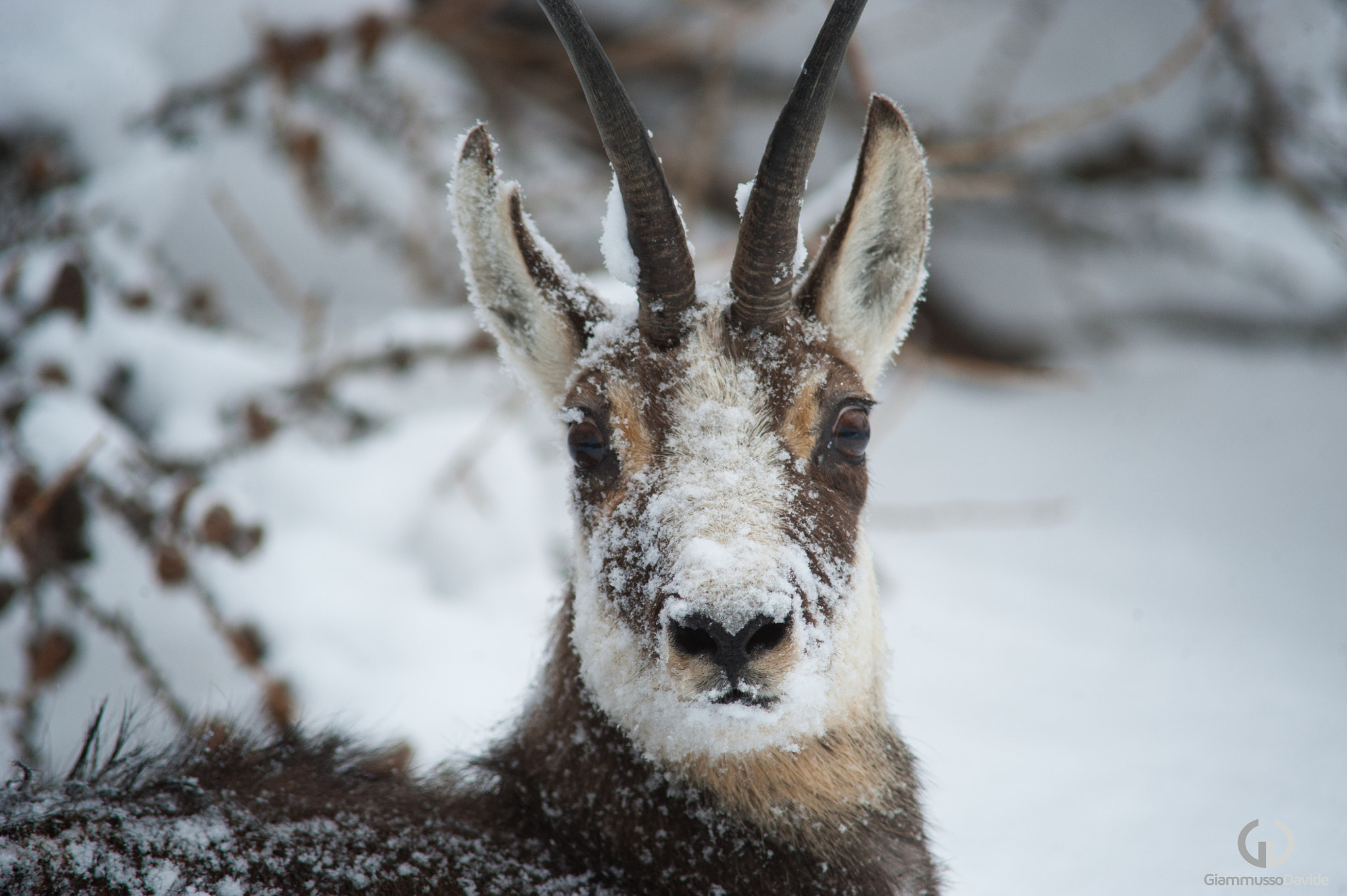 Nikon D3 sample photo. Chamois portrait.... photography