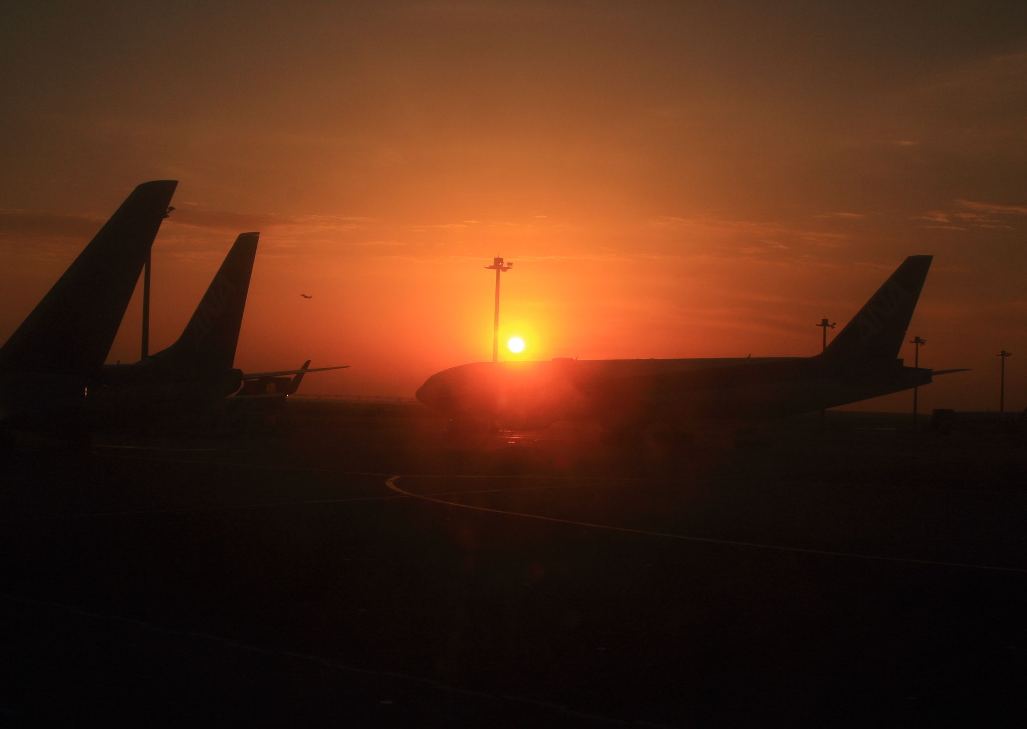 Canon EOS 100D (EOS Rebel SL1 / EOS Kiss X7) sample photo. Flight of morning glow photography