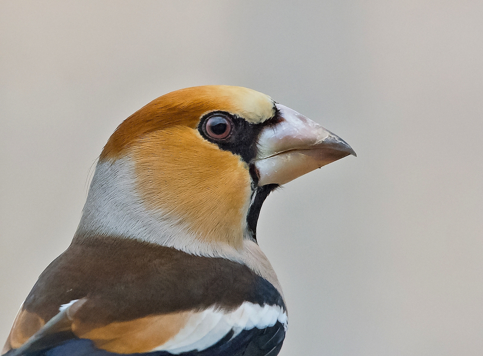 Sigma 120-400mm F4.5-5.6 DG OS HSM sample photo. Hawfinch photography