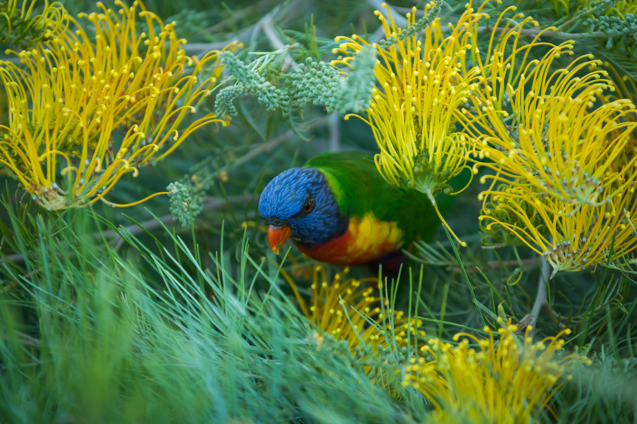 Sigma 70-200mm F2.8 EX DG OS HSM sample photo. Rainbow lorikeet photography