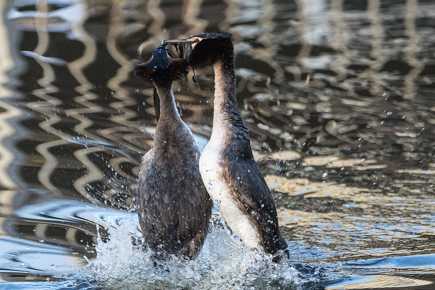 Sony ILCA-77M2 + Sony 70-400mm F4-5.6 G SSM II sample photo. Great-crested grebe, fuut, spring 2016 photography