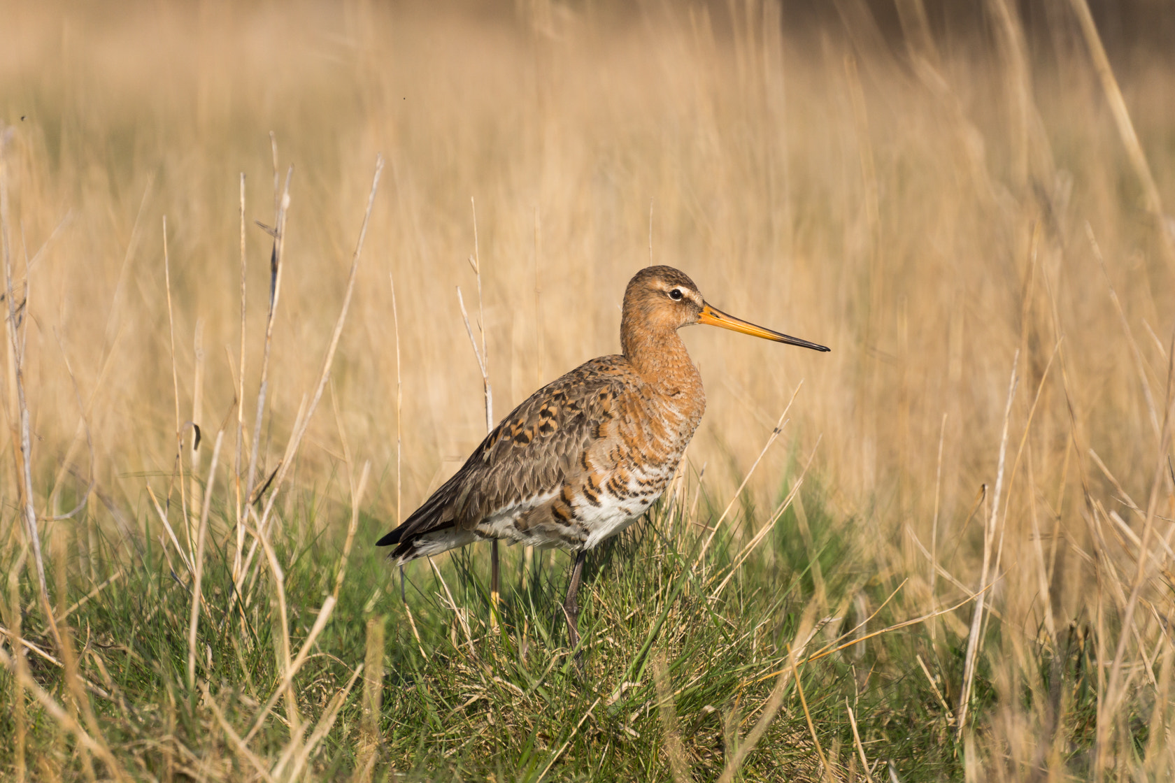 Sony Alpha NEX-7 + Sony 500mm F8 Reflex sample photo. Black-tailed godwit, grutto, spring 2016 photography