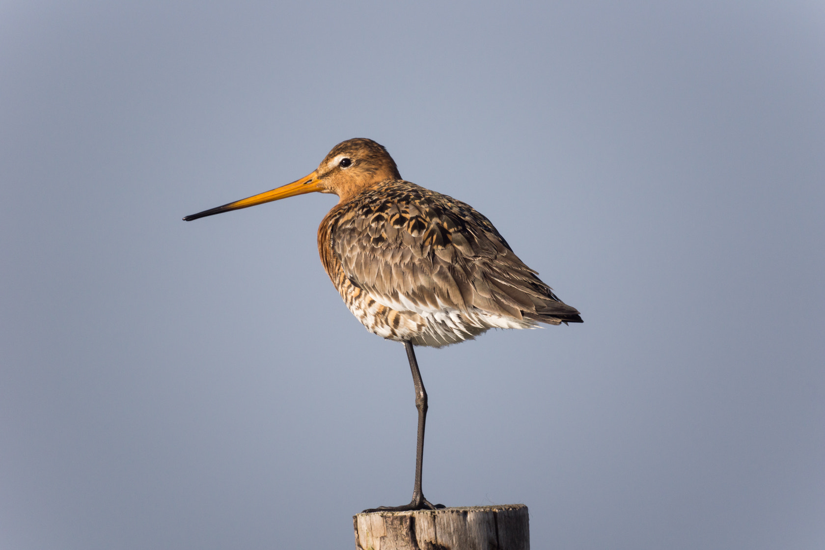 Sony Alpha NEX-7 + Sony 500mm F8 Reflex sample photo. Black-tailed godwit, grutto, spring 2016 photography