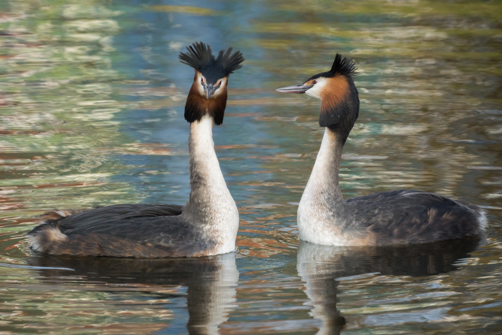 Sony ILCA-77M2 + Sony 500mm F8 Reflex sample photo. Great-crested grebe, fuut, spring 2016 photography