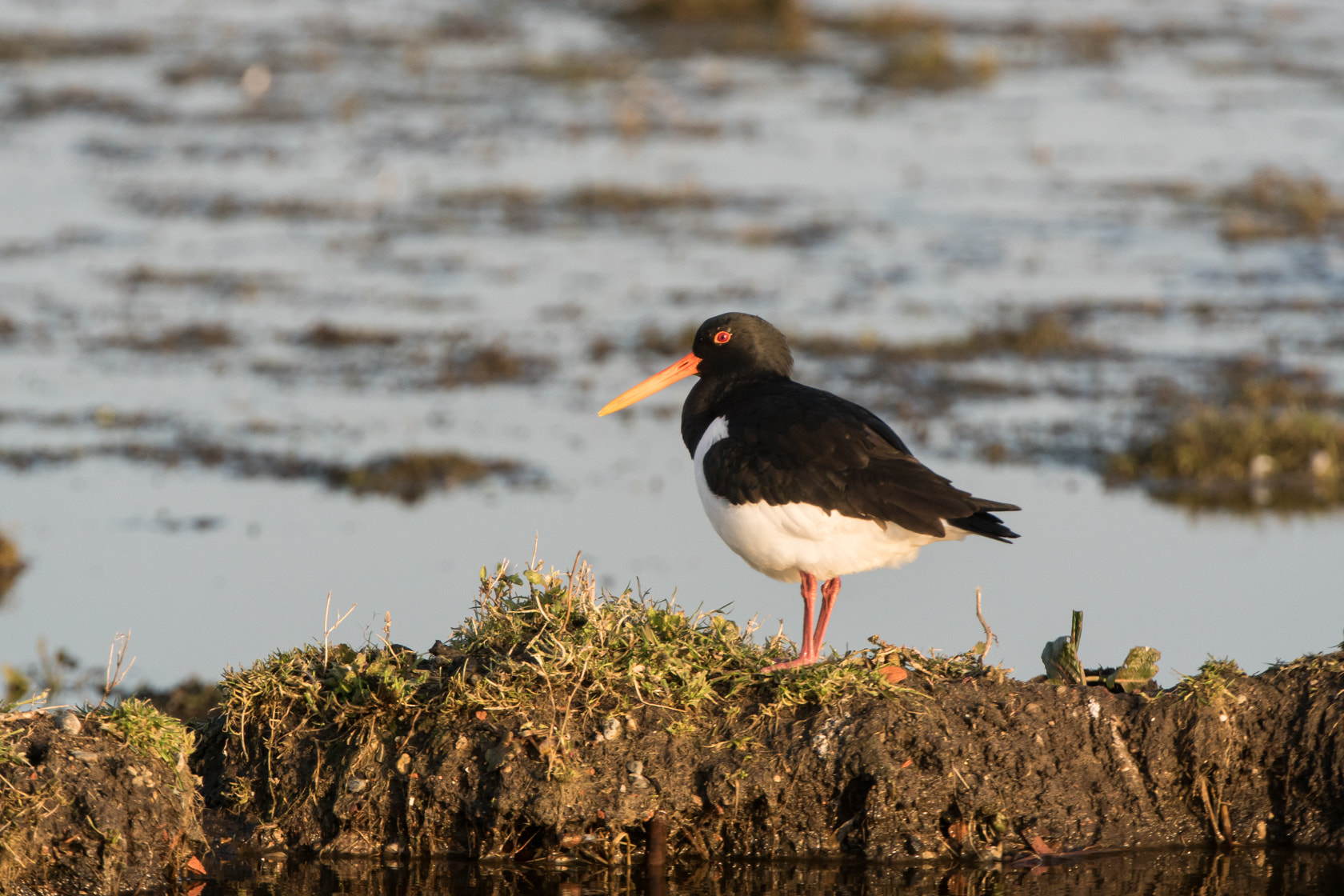 Sony 70-400mm F4-5.6 G SSM II sample photo. Oystercatcher, scholekter, spring 2016 photography