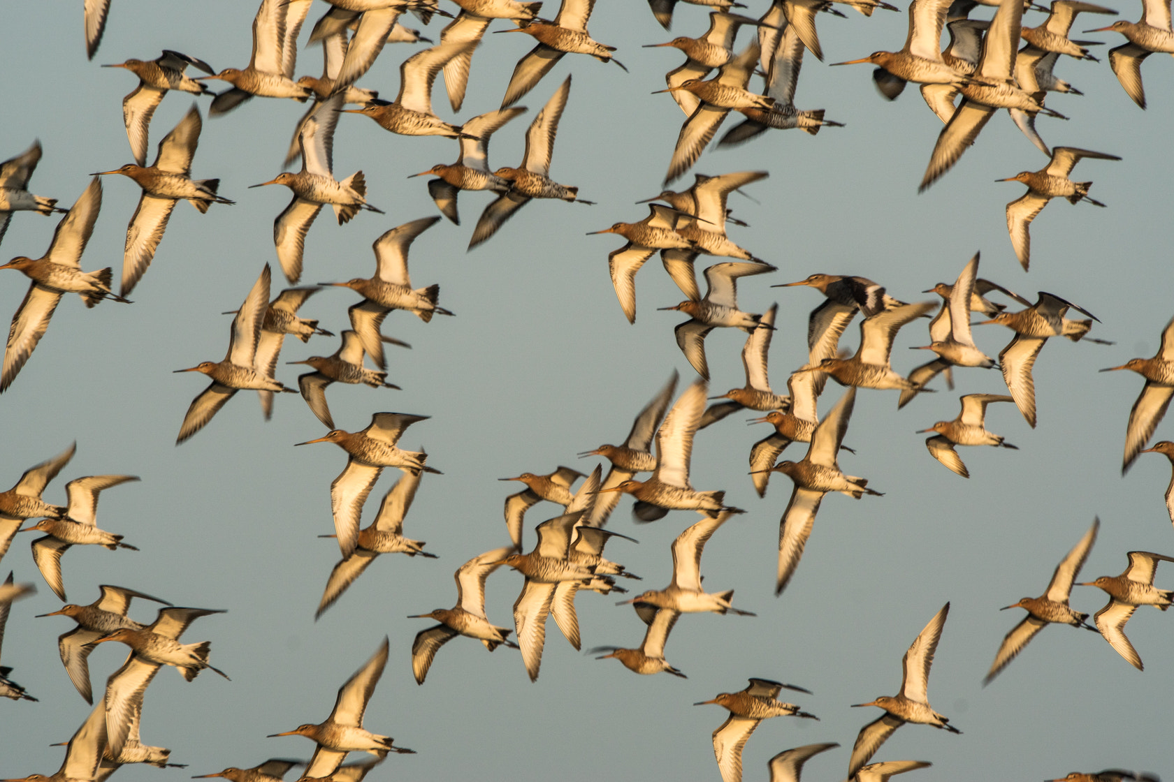 Sony ILCA-77M2 sample photo. Black-tailed godwit, grutto, spring 2016 photography