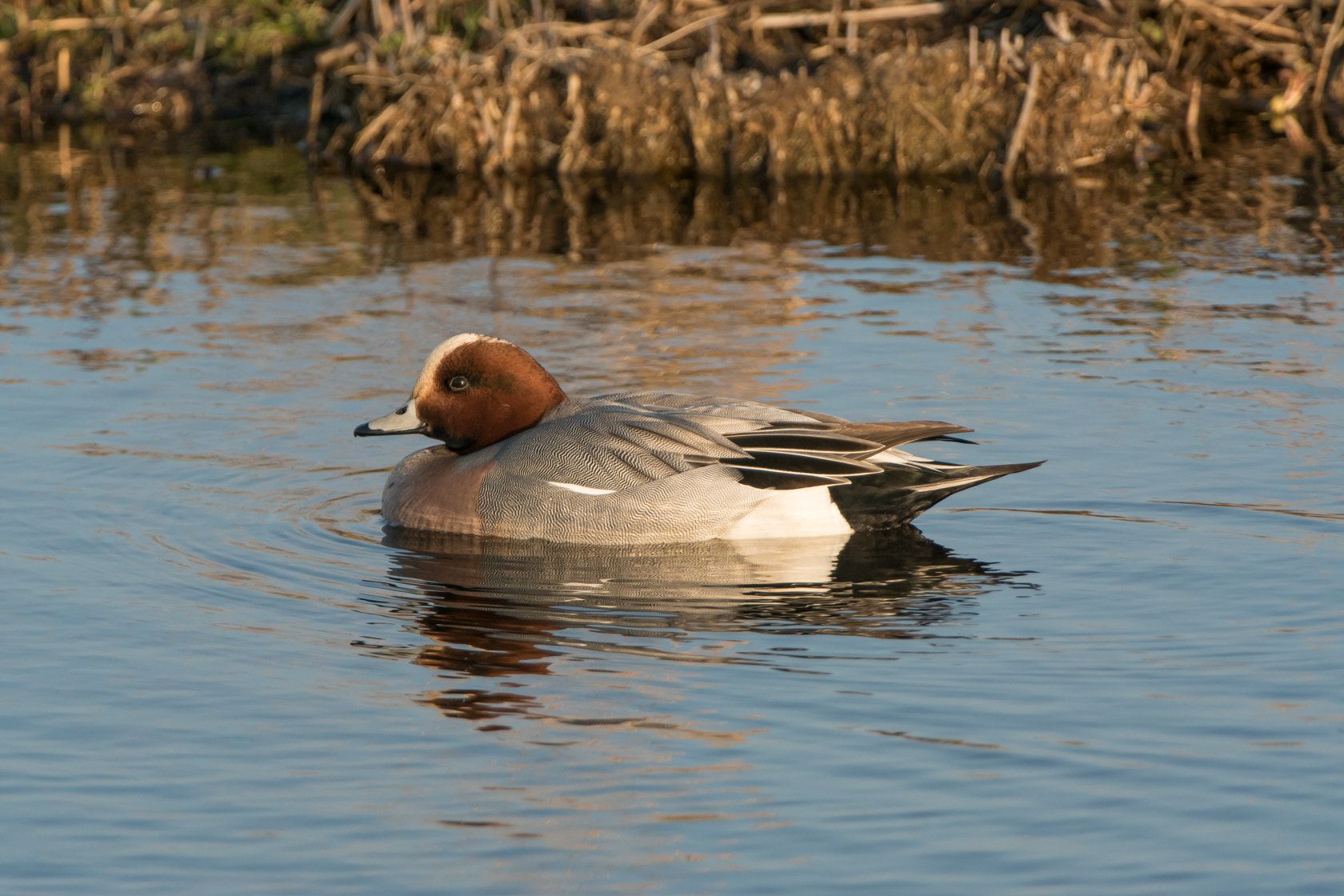 Sony ILCA-77M2 + Sony 70-400mm F4-5.6 G SSM II sample photo. Eurasian wigeon, smient, spring 2016 photography