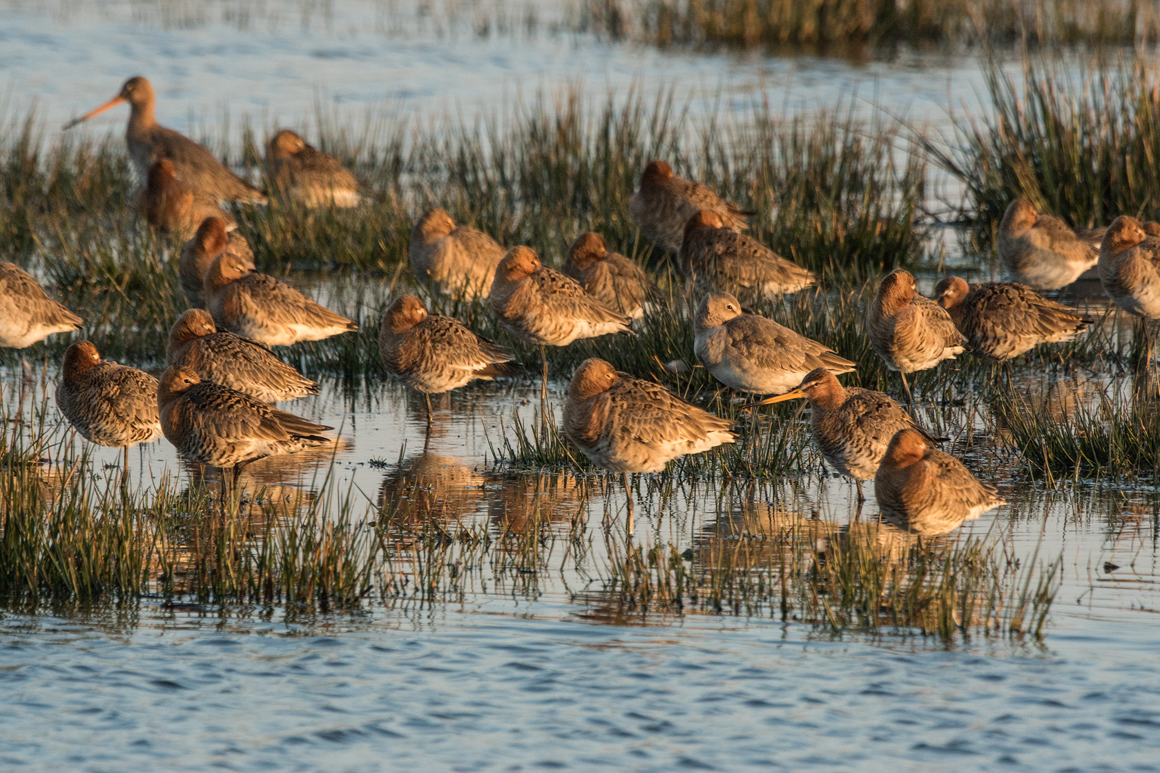 Sony ILCA-77M2 sample photo. Black-tailed godwit, grutto, spring 2016 photography