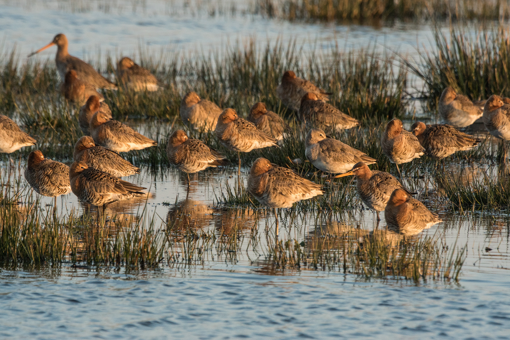 Sony 70-400mm F4-5.6 G SSM II sample photo. Black-tailed godwit, grutto, spring 2016 photography