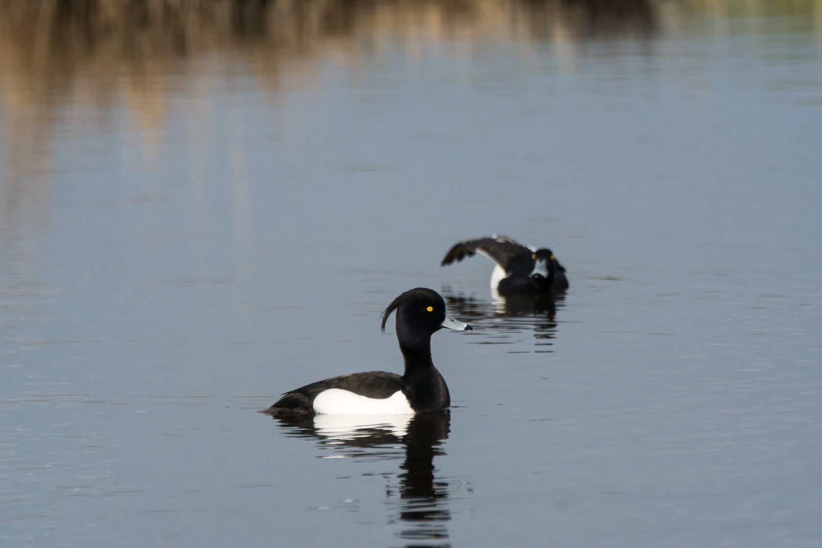 Sony 70-400mm F4-5.6 G SSM II sample photo. Tufted duck, kuifeend, engewormer, spring 2016 photography