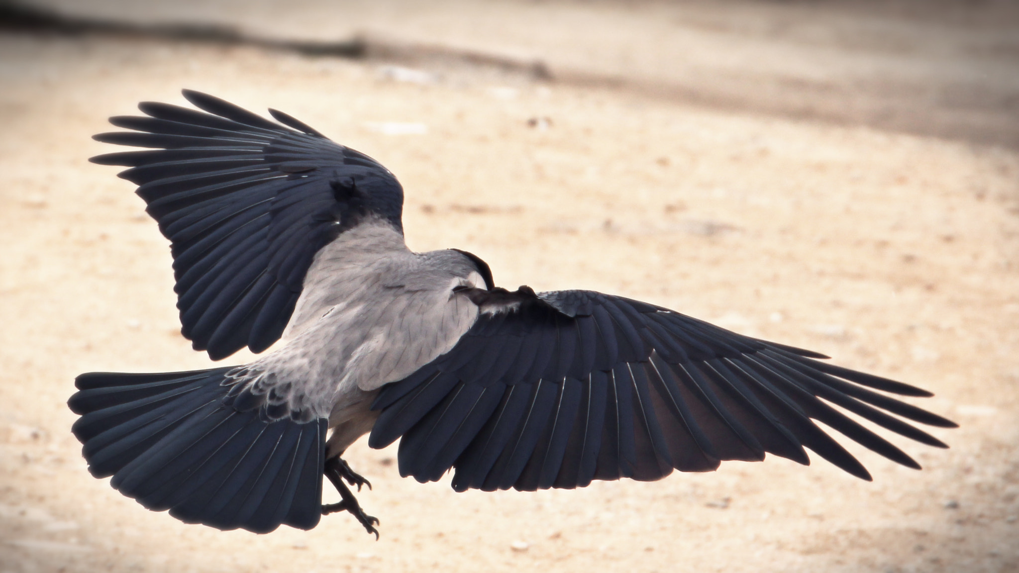 Canon EF 24-105mm F3.5-5.6 IS STM sample photo. Hooded crow - corvus corone cornix photography
