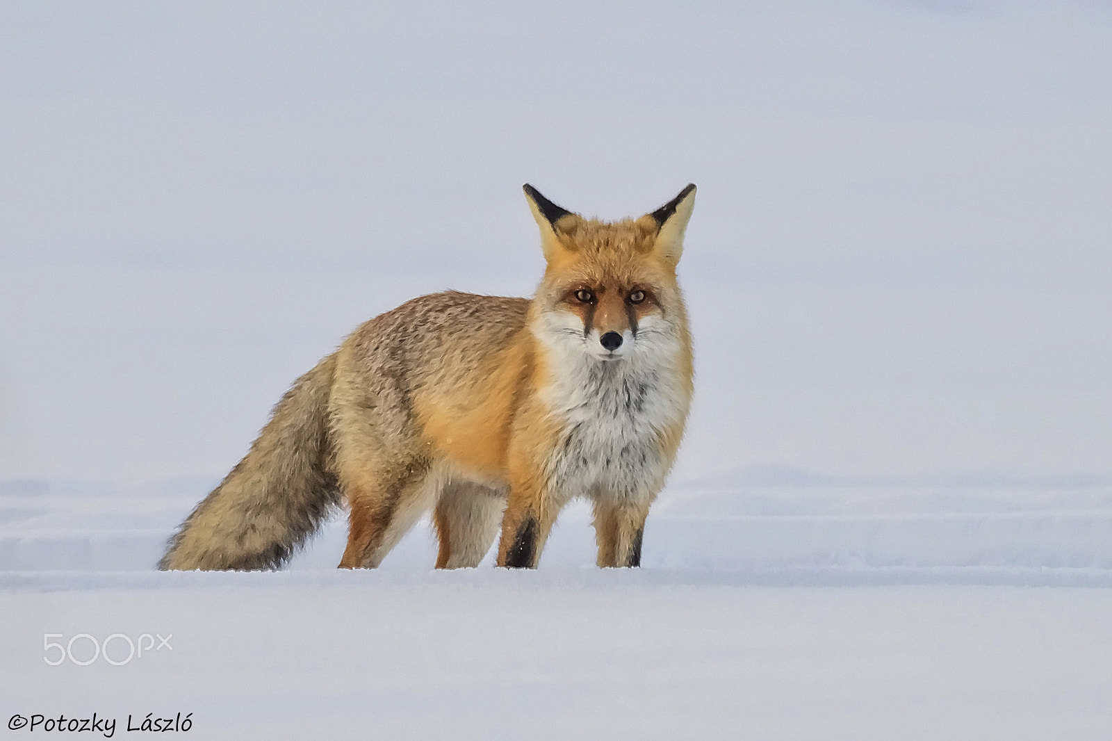 OLYMPUS M.300mm F4.0 sample photo. Fox photography