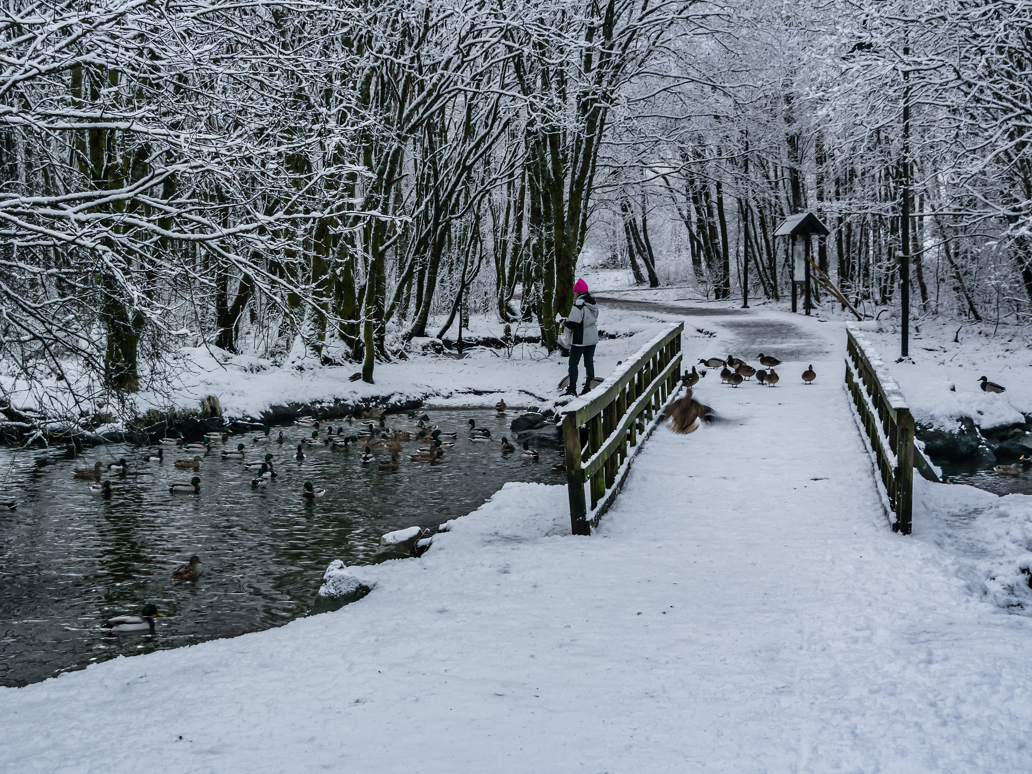 Samsung NX30 + Samsung NX 18-55mm F3.5-5.6 OIS sample photo. "feeding the ducks" photography