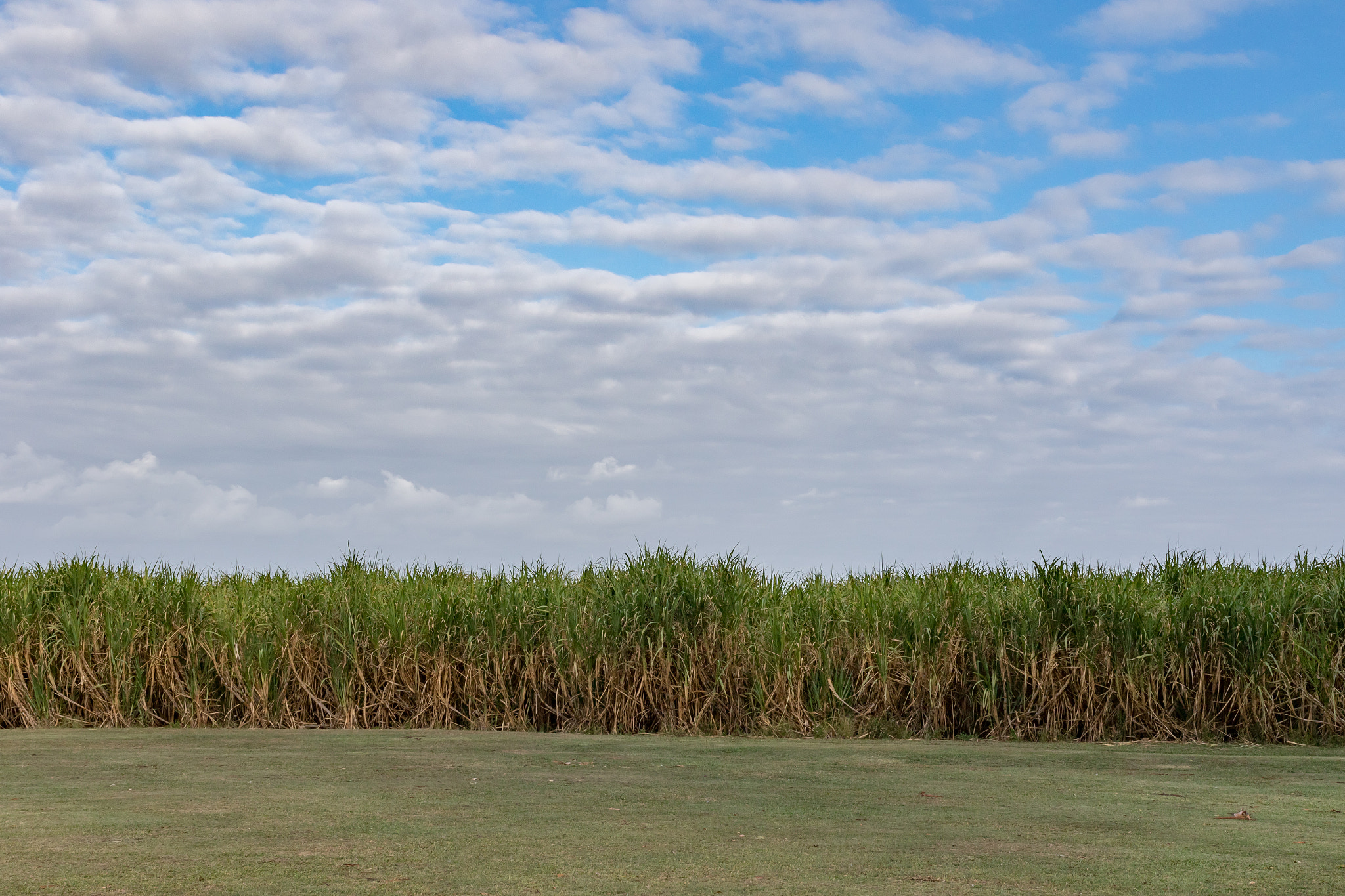 Sigma 35mm F1.4 DG HSM Art sample photo. Sugar wall photography