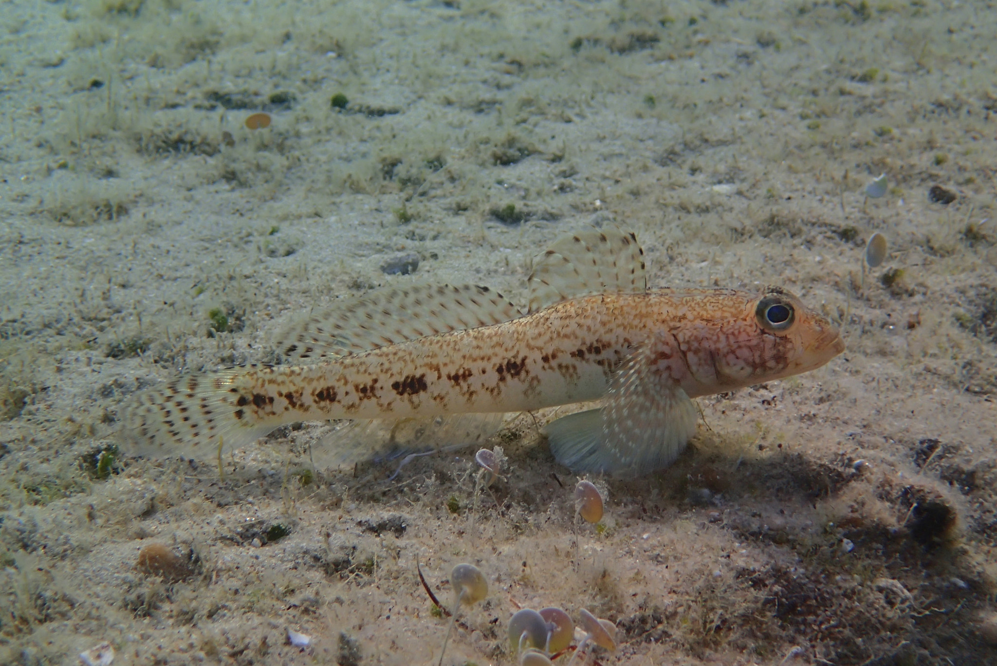 Olympus TG-2 sample photo. Slender goby - gulf of saros/turkey photography