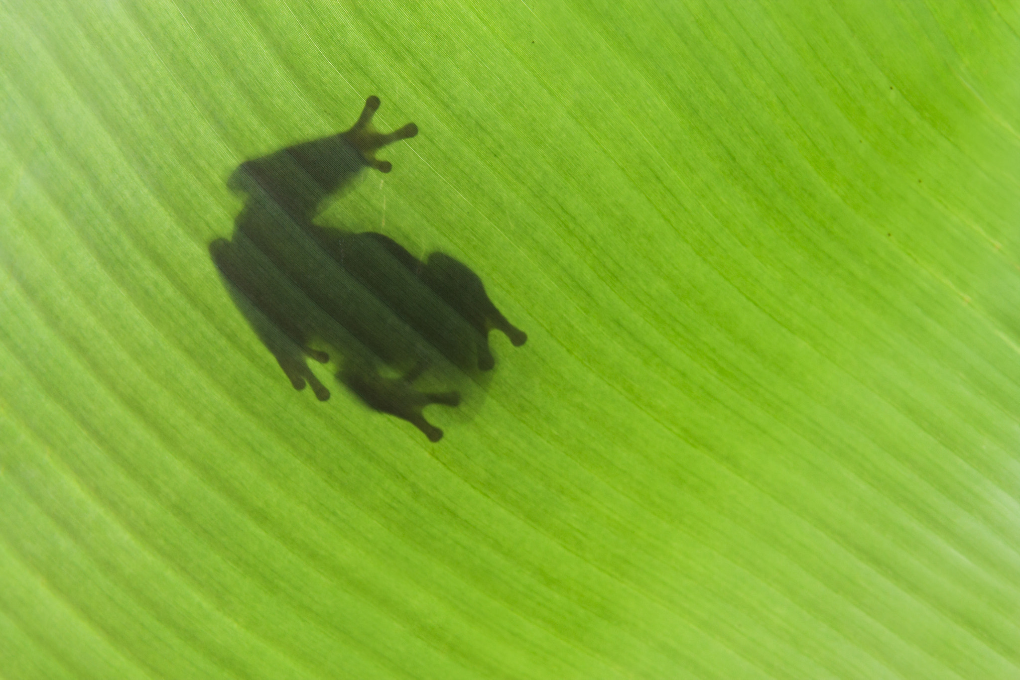 Canon EOS 1100D (EOS Rebel T3 / EOS Kiss X50) sample photo. Shadow, dumpty frog photography