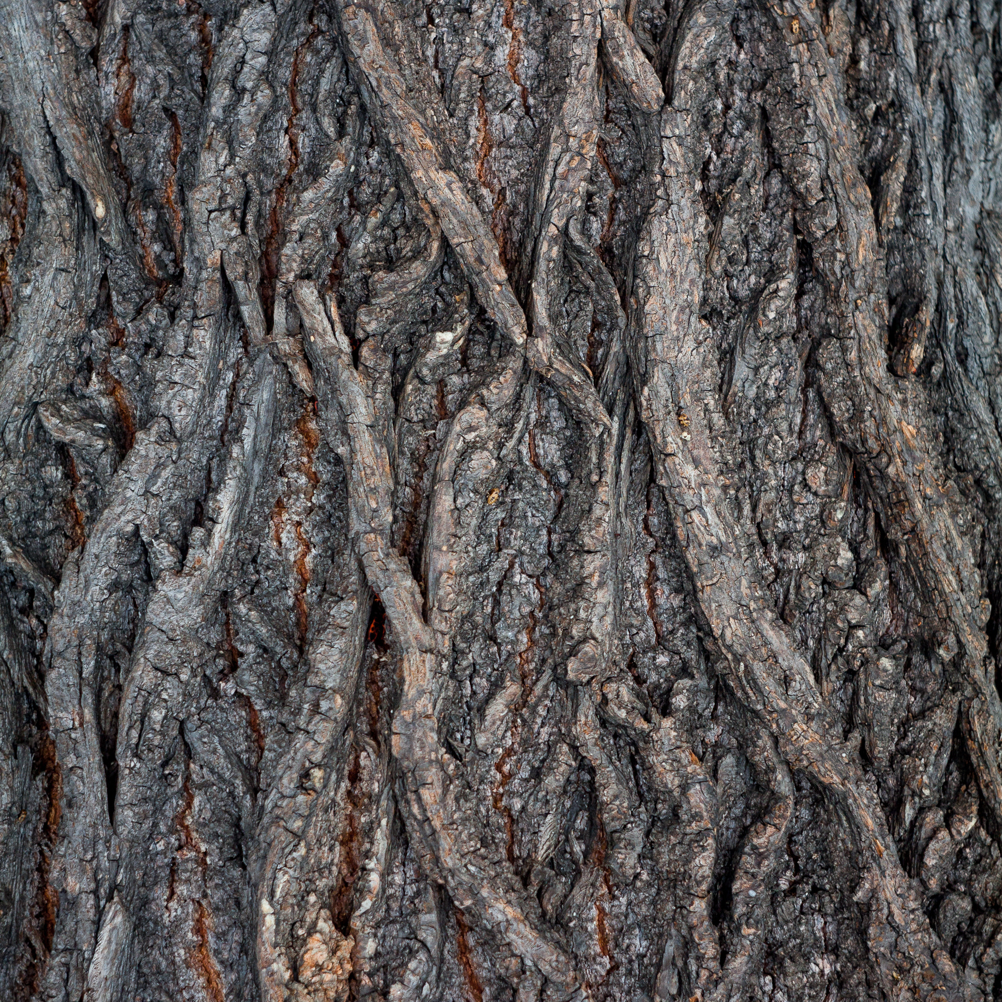 Canon EF 35-80mm f/4-5.6 sample photo. #maze photography