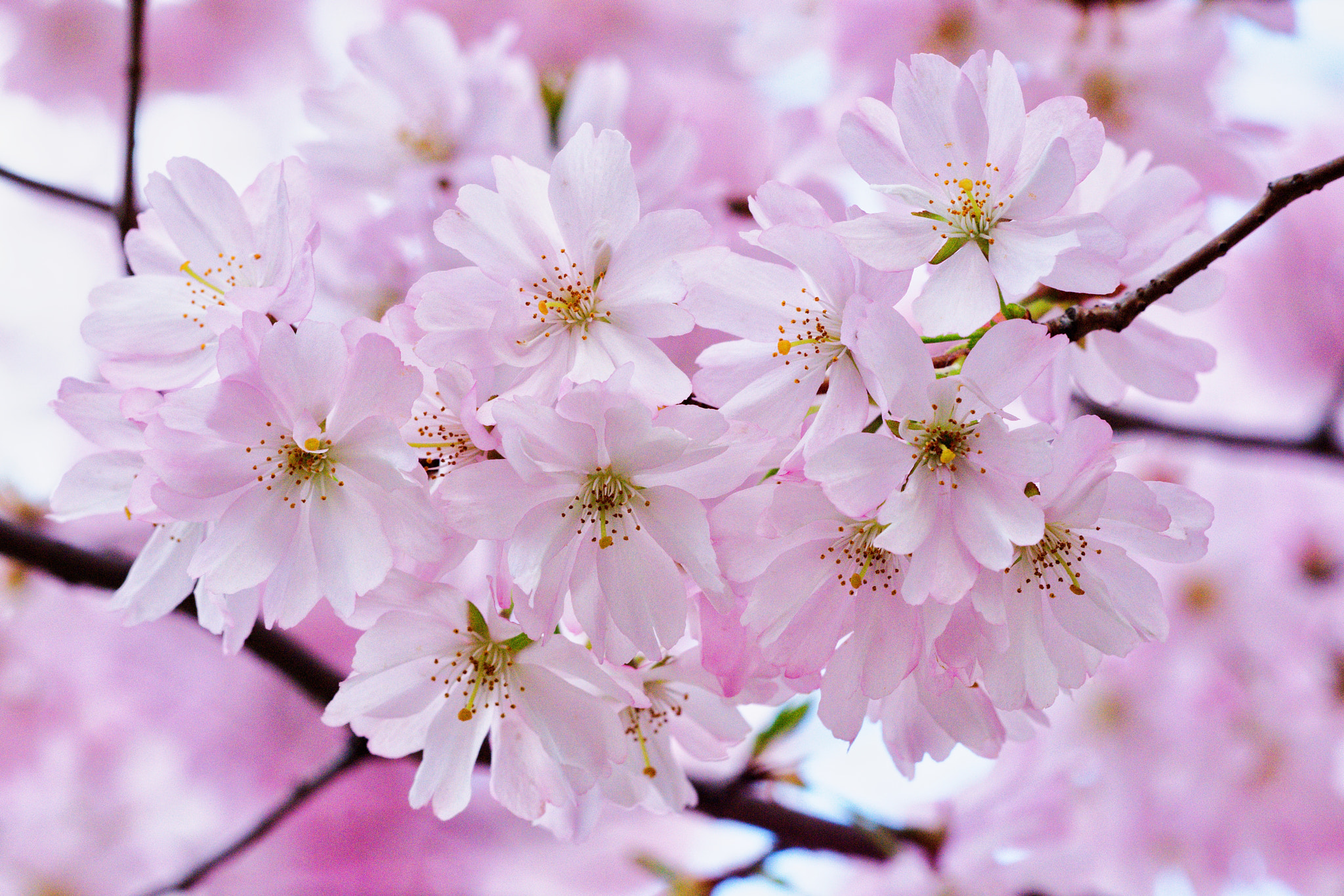 Sigma 150mm F2.8 EX DG Macro HSM sample photo. Sakura blossoms gallore photography