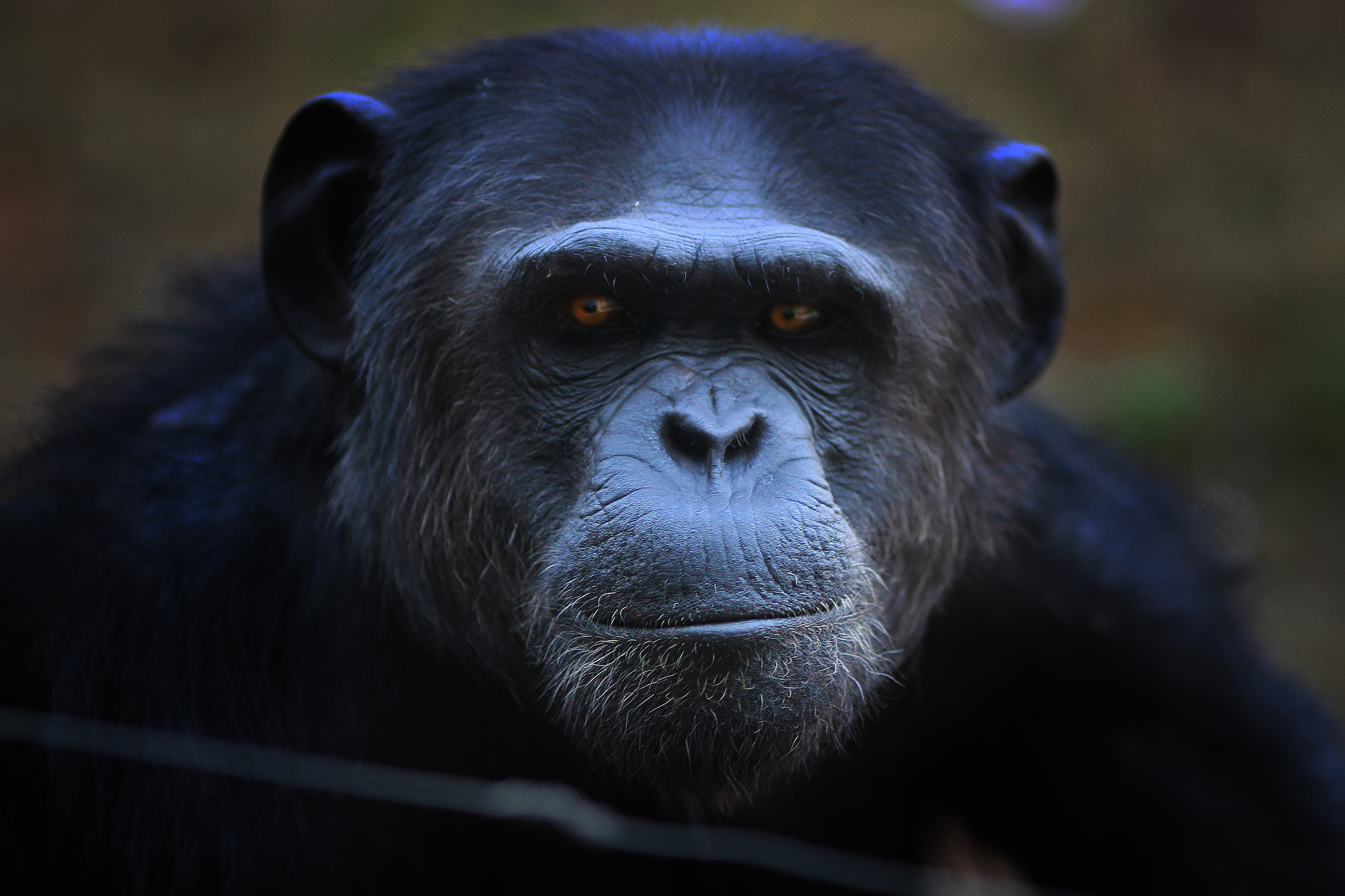 Canon EOS 7D + Canon EF 135mm F2L USM sample photo. Chimpanzee photography