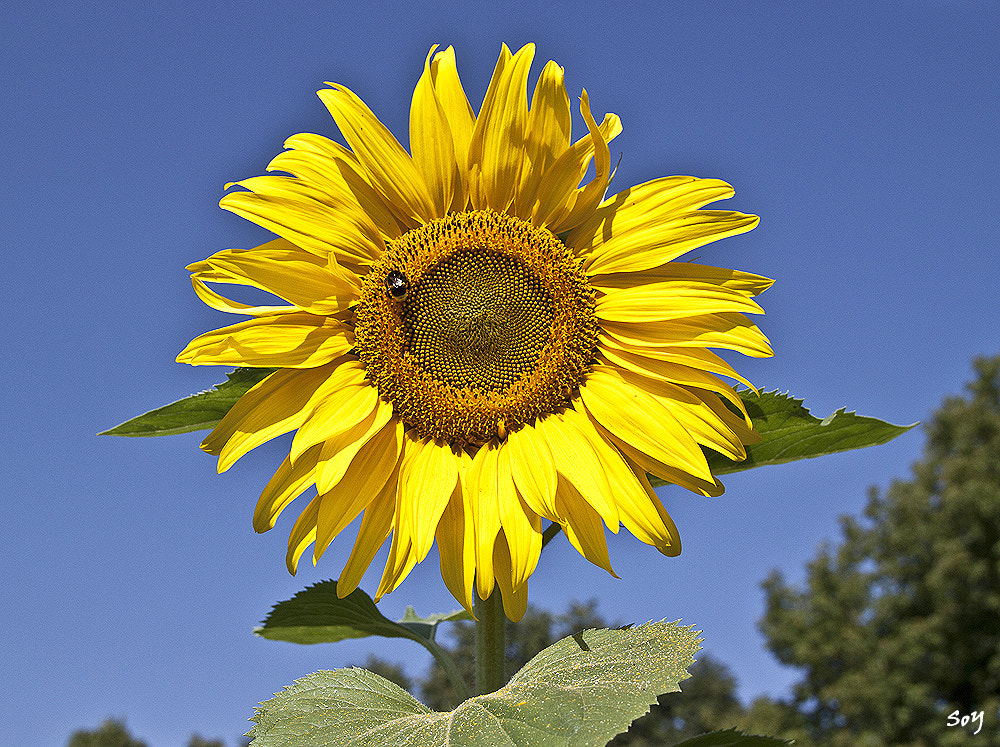 Canon EOS 450D (EOS Rebel XSi / EOS Kiss X2) + Sigma 18-50mm f/2.8 Macro sample photo. Girasol. photography