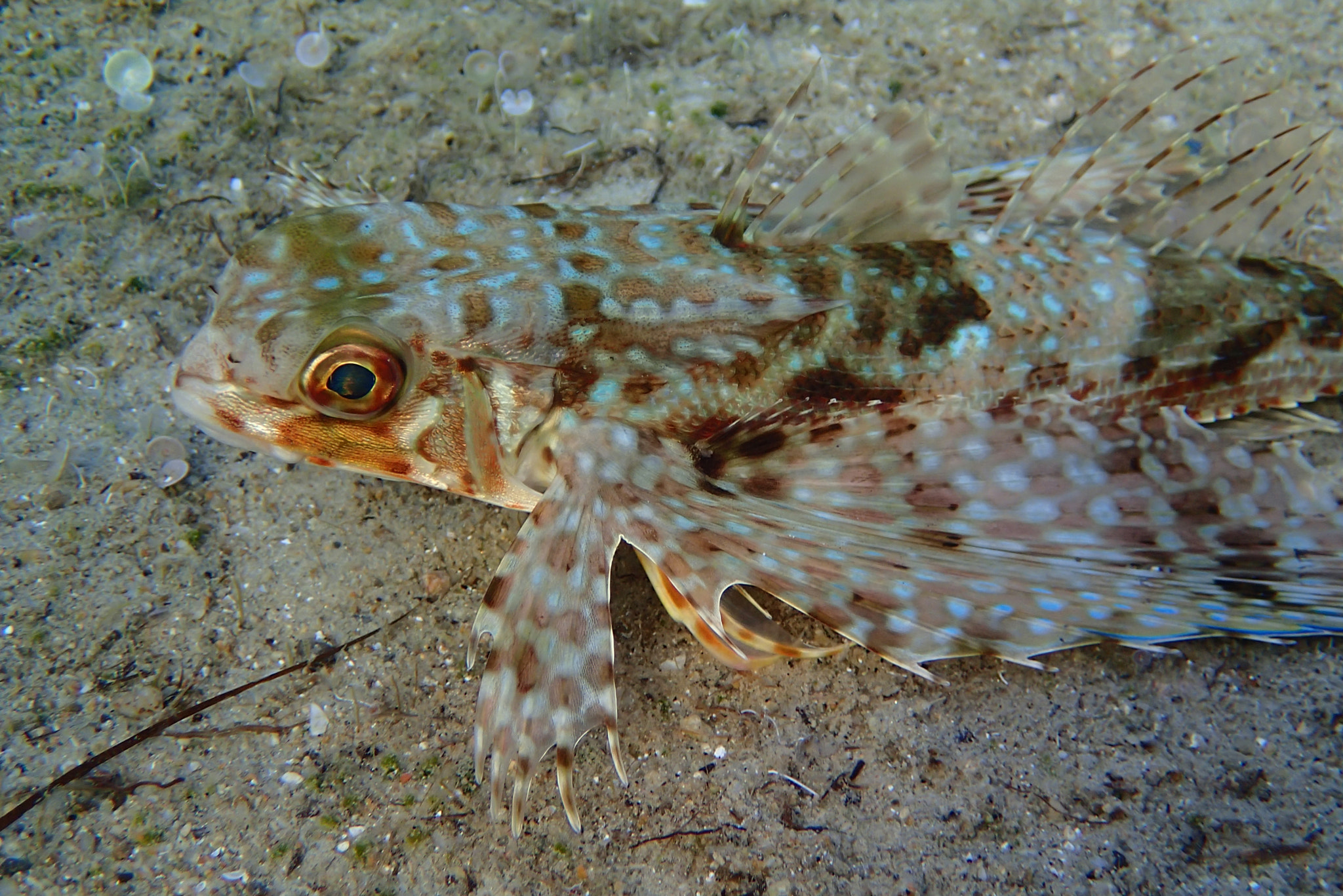 Olympus TG-2 sample photo. Flying gurnard - gulf of saros/turkey photography
