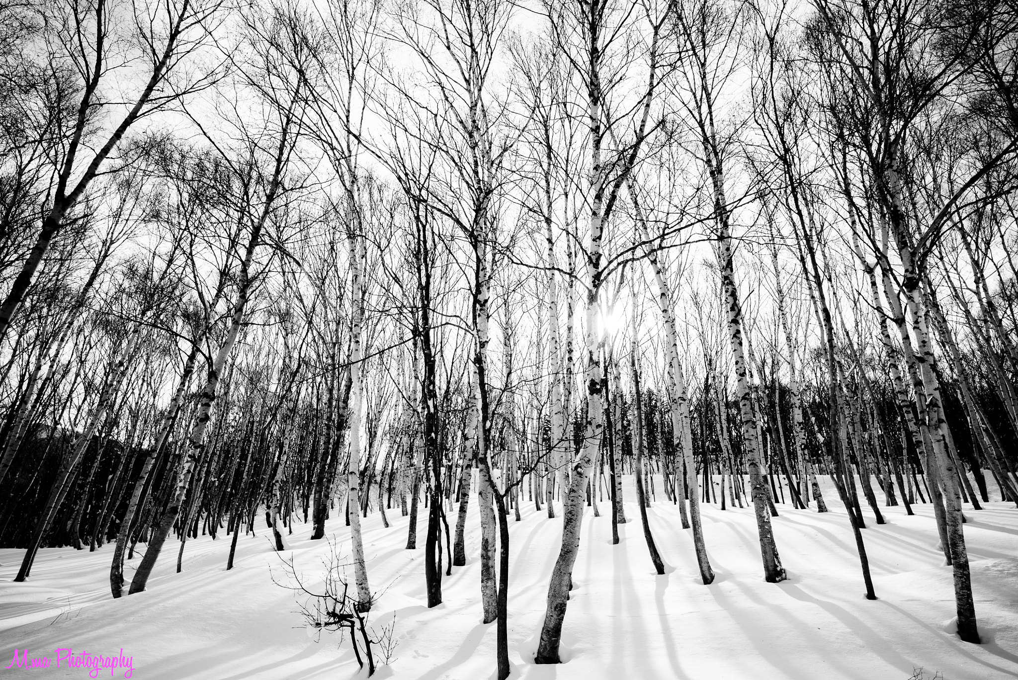 ZEISS Batis 18mm F2.8 sample photo. Sun and white birch photography