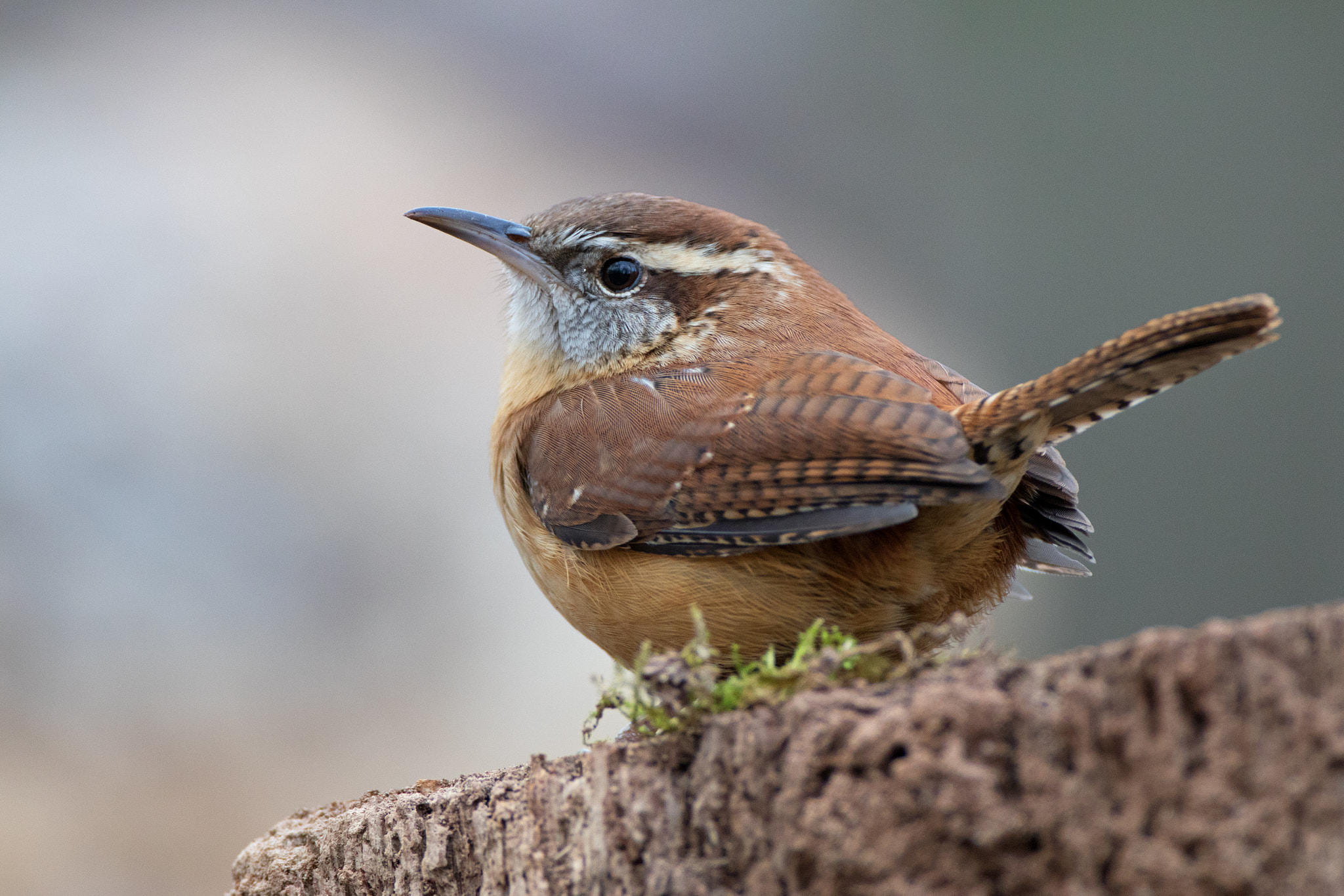 Canon EOS 80D + Canon EF 500mm F4L IS USM sample photo. Wren pale photography