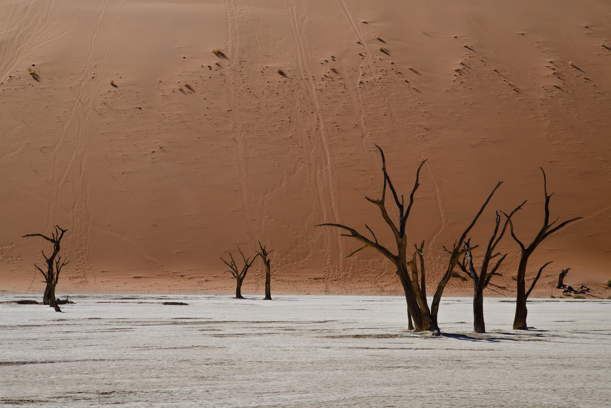 Nikon D800 sample photo. Dead trees photography