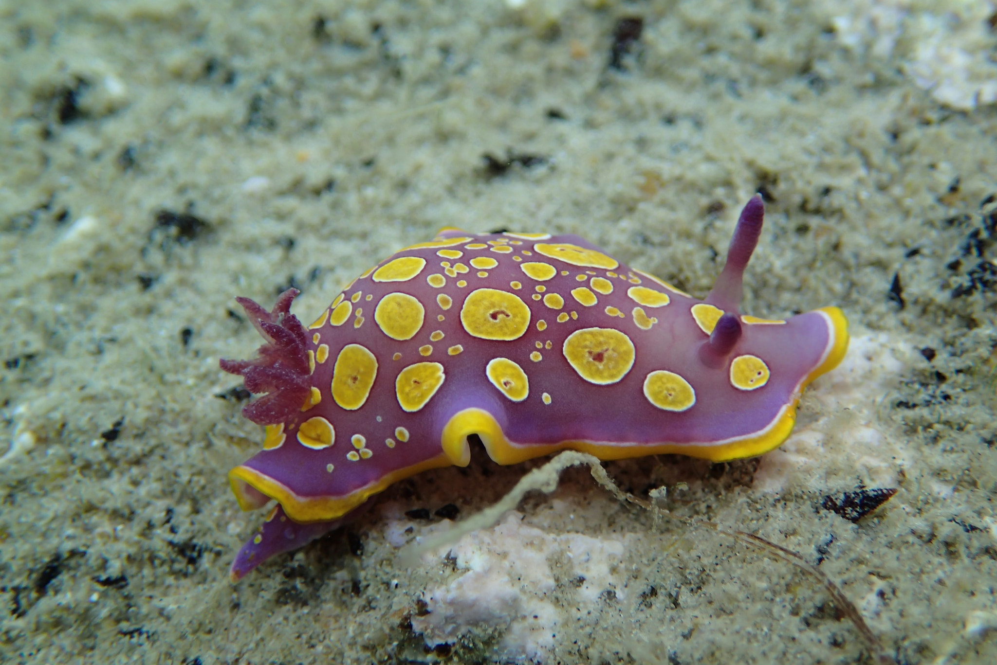 Olympus TG-2 sample photo. Sea slug - hypselodoris sp. - gulf of saros/turkey photography