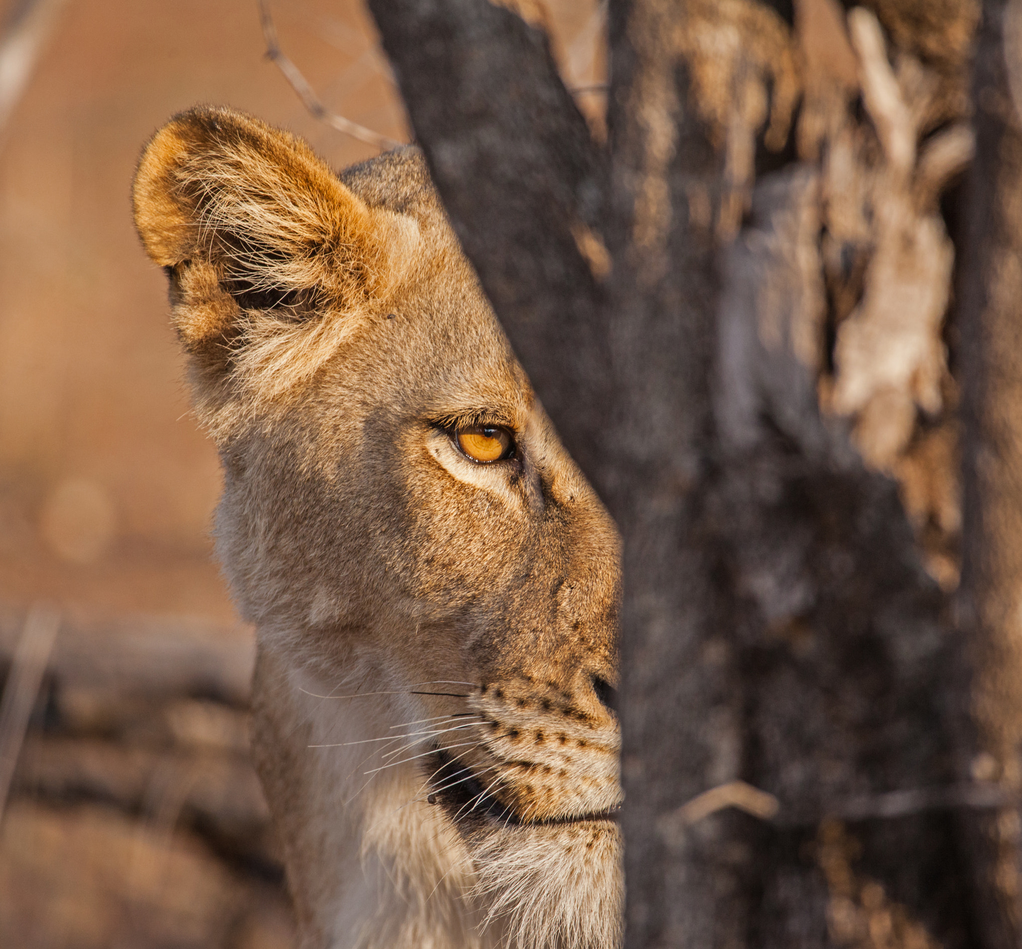 150-600mm F5-6.3 DG OS HSM | Contemporary 015 sample photo. Lion photography