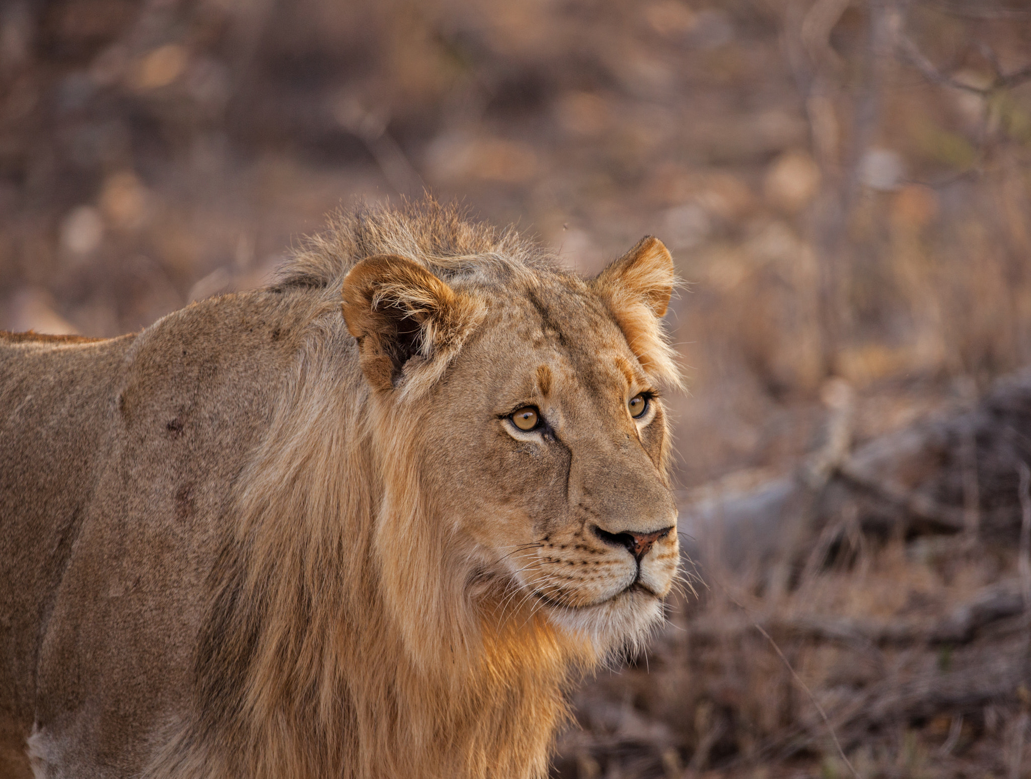 150-600mm F5-6.3 DG OS HSM | Contemporary 015 sample photo. Lion photography