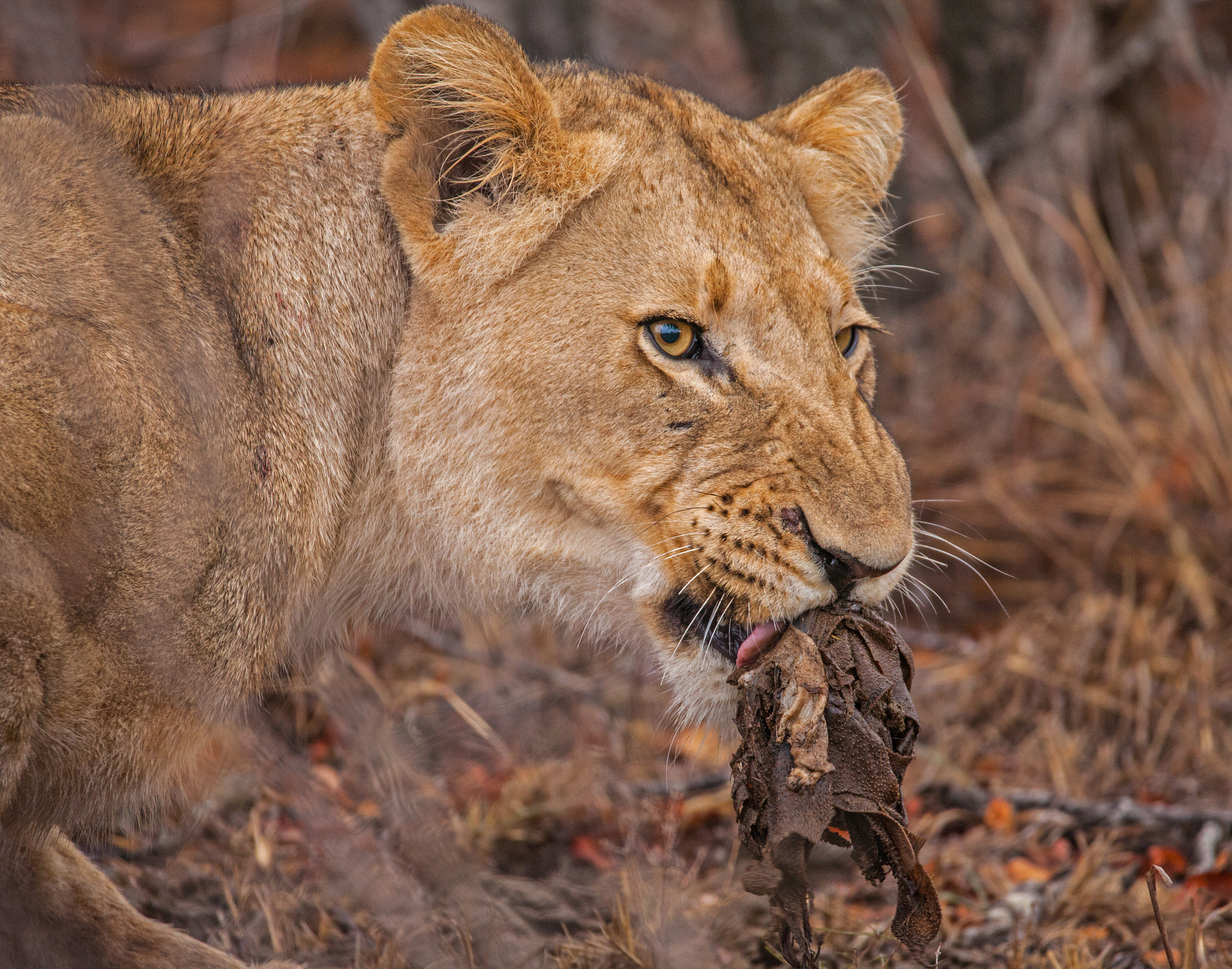 150-600mm F5-6.3 DG OS HSM | Contemporary 015 sample photo. Lion photography