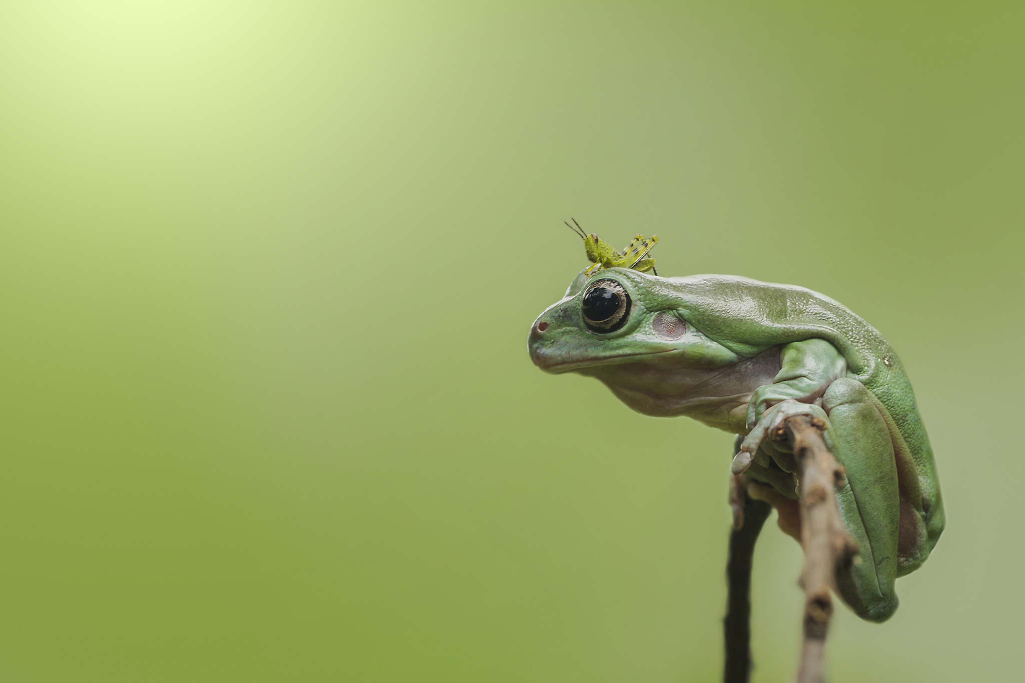 Canon EOS 1100D (EOS Rebel T3 / EOS Kiss X50) sample photo. Frog and grasshopper photography