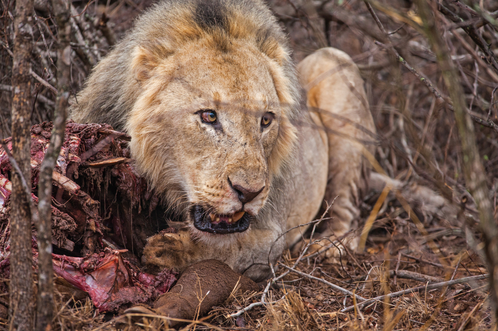 150-600mm F5-6.3 DG OS HSM | Contemporary 015 sample photo. Lion photography