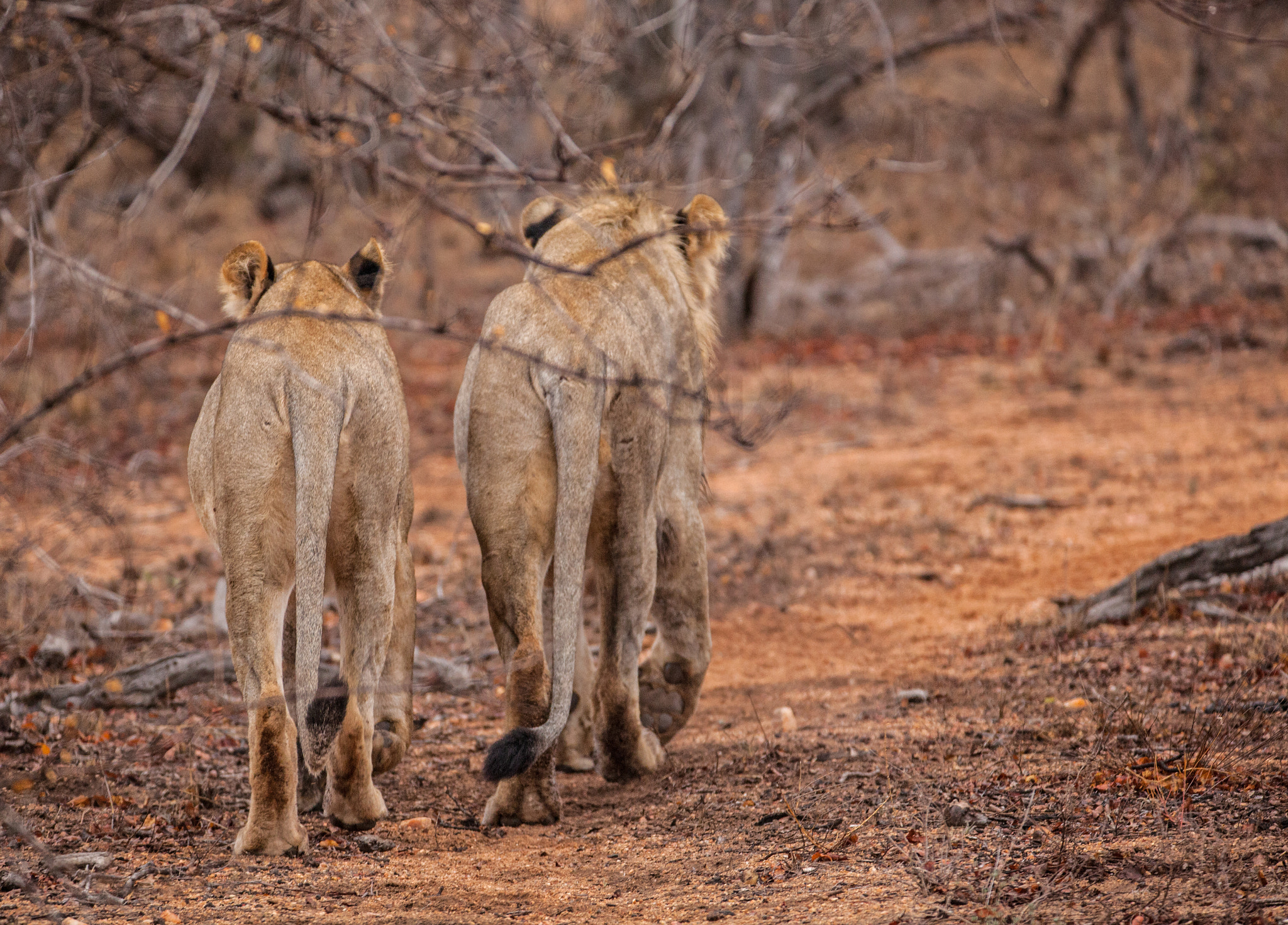 150-600mm F5-6.3 DG OS HSM | Contemporary 015 sample photo. Lion photography