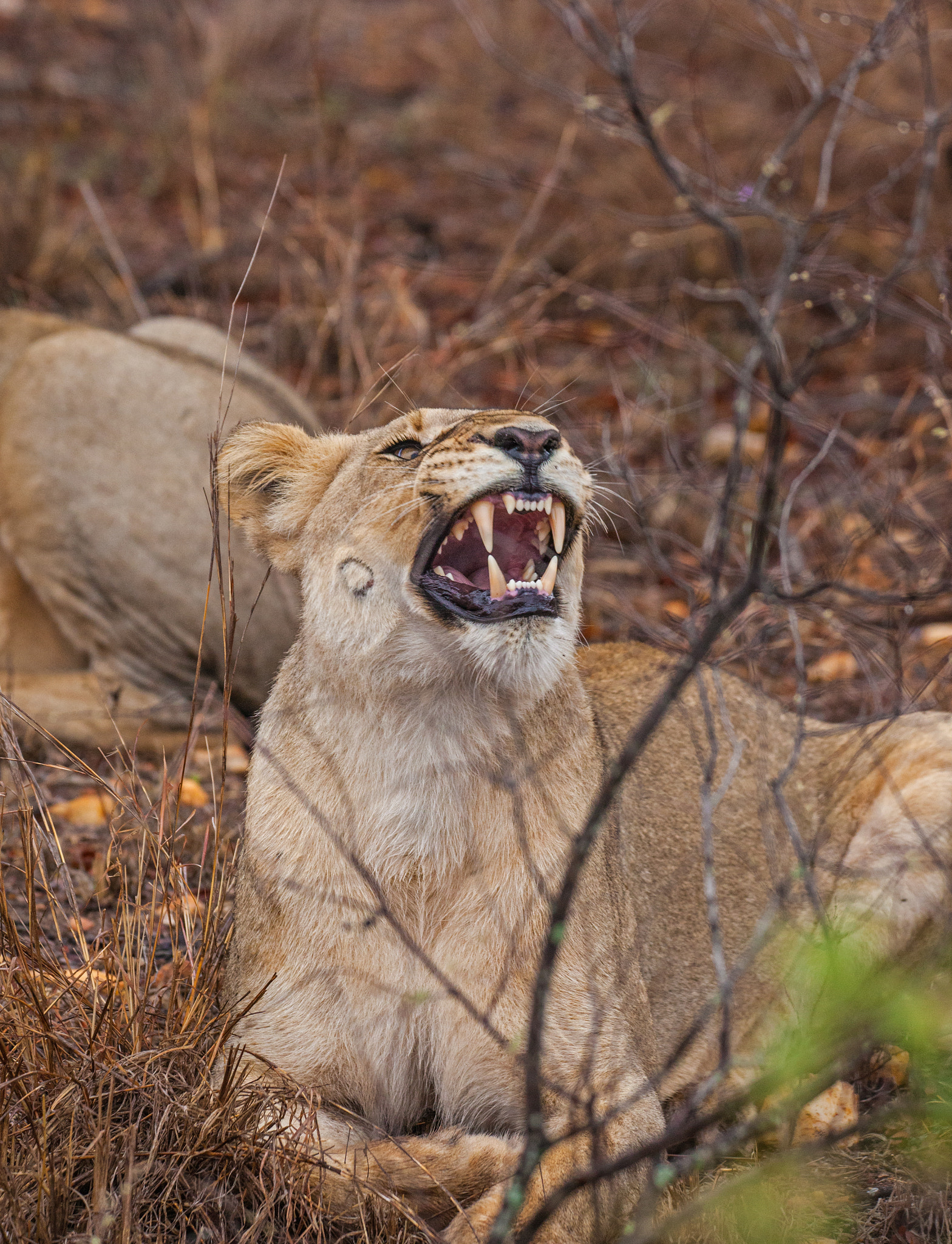 150-600mm F5-6.3 DG OS HSM | Contemporary 015 sample photo. Lion photography