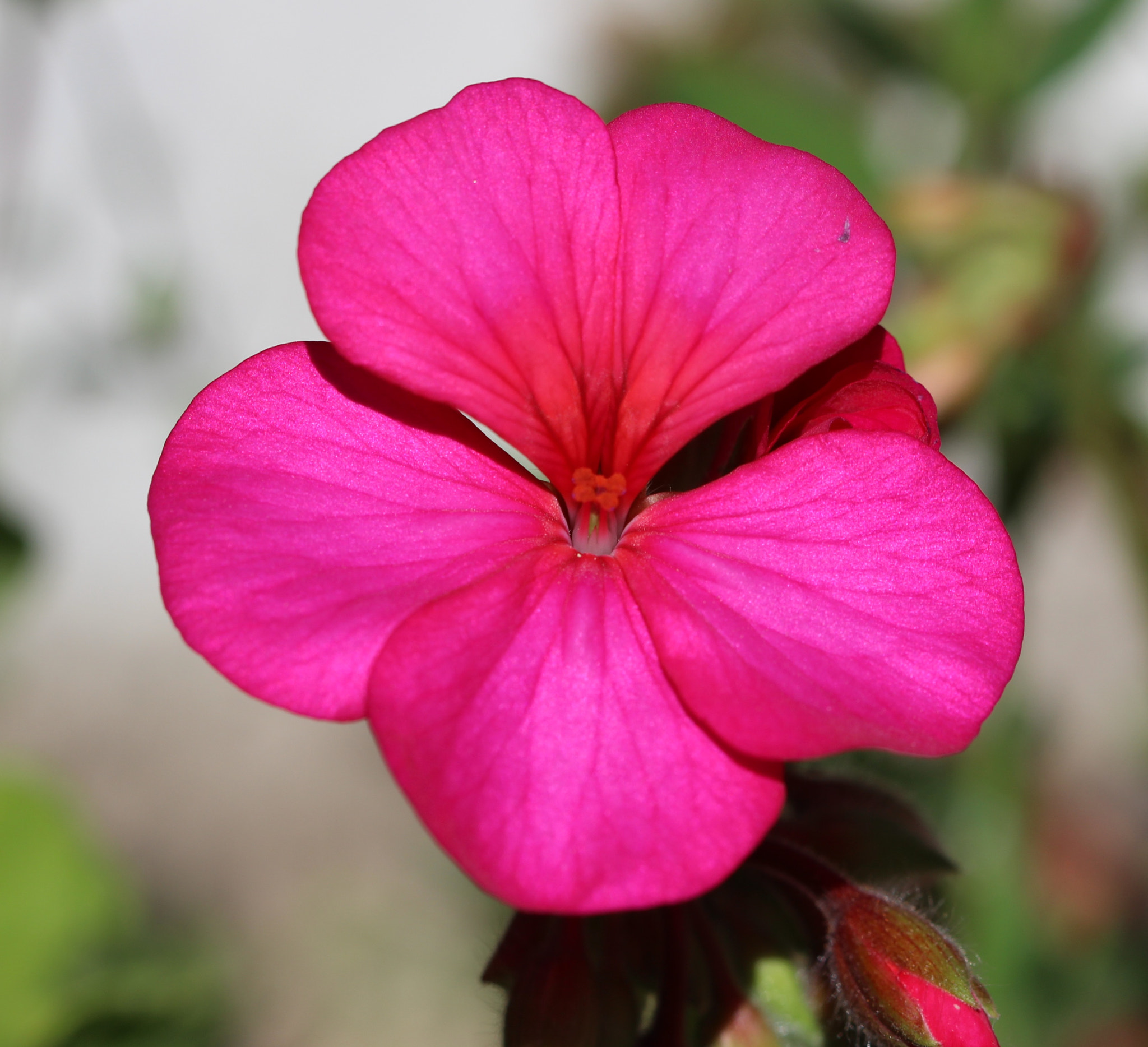Canon EF 100mm F2.8 Macro USM sample photo. Pink geranium photography