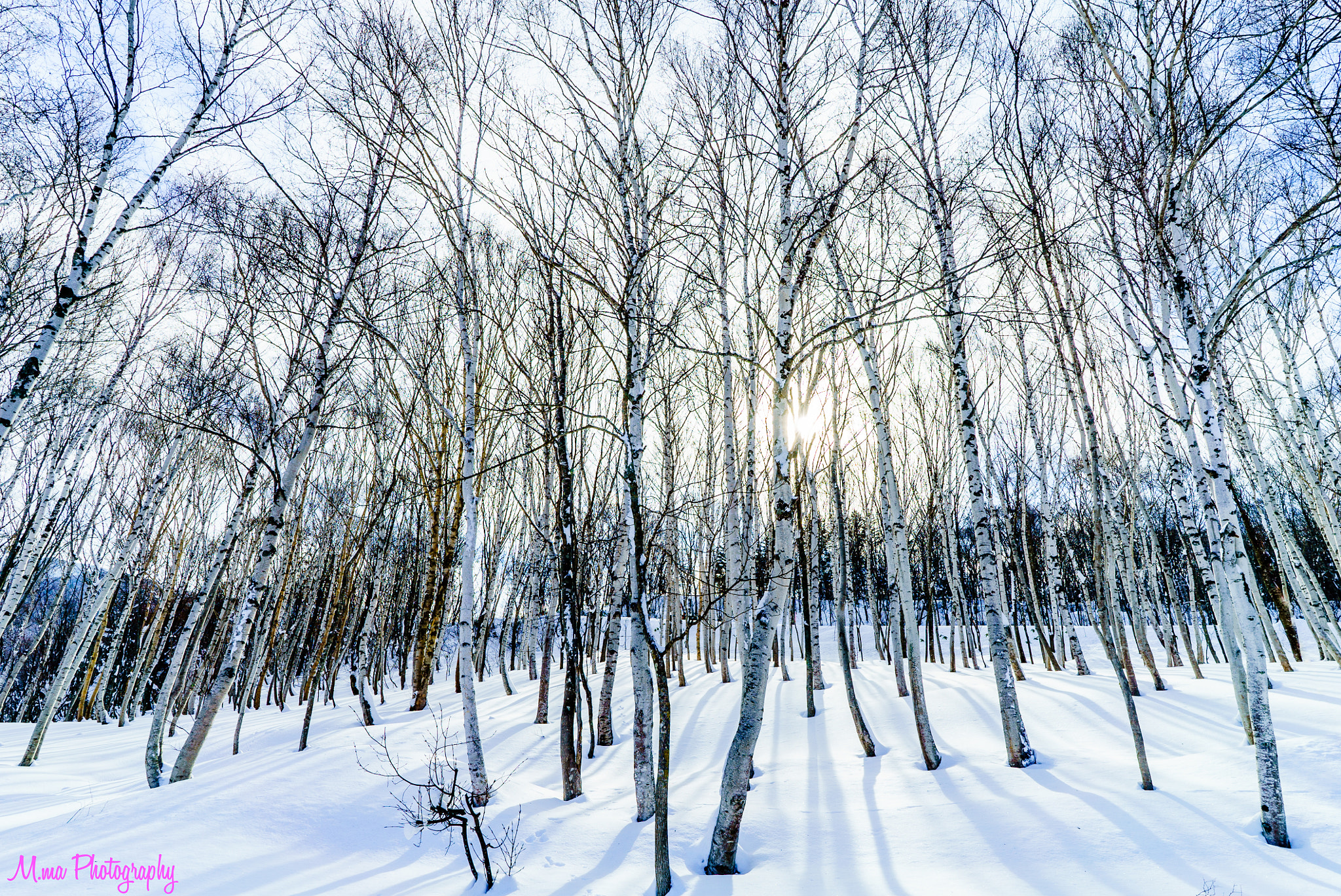 Sony a7S sample photo. Shadow of the sun and white birch photography