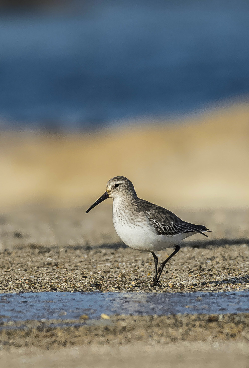 Nikon AF-S Nikkor 200-500mm F5.6E ED VR sample photo. Dunlin photography