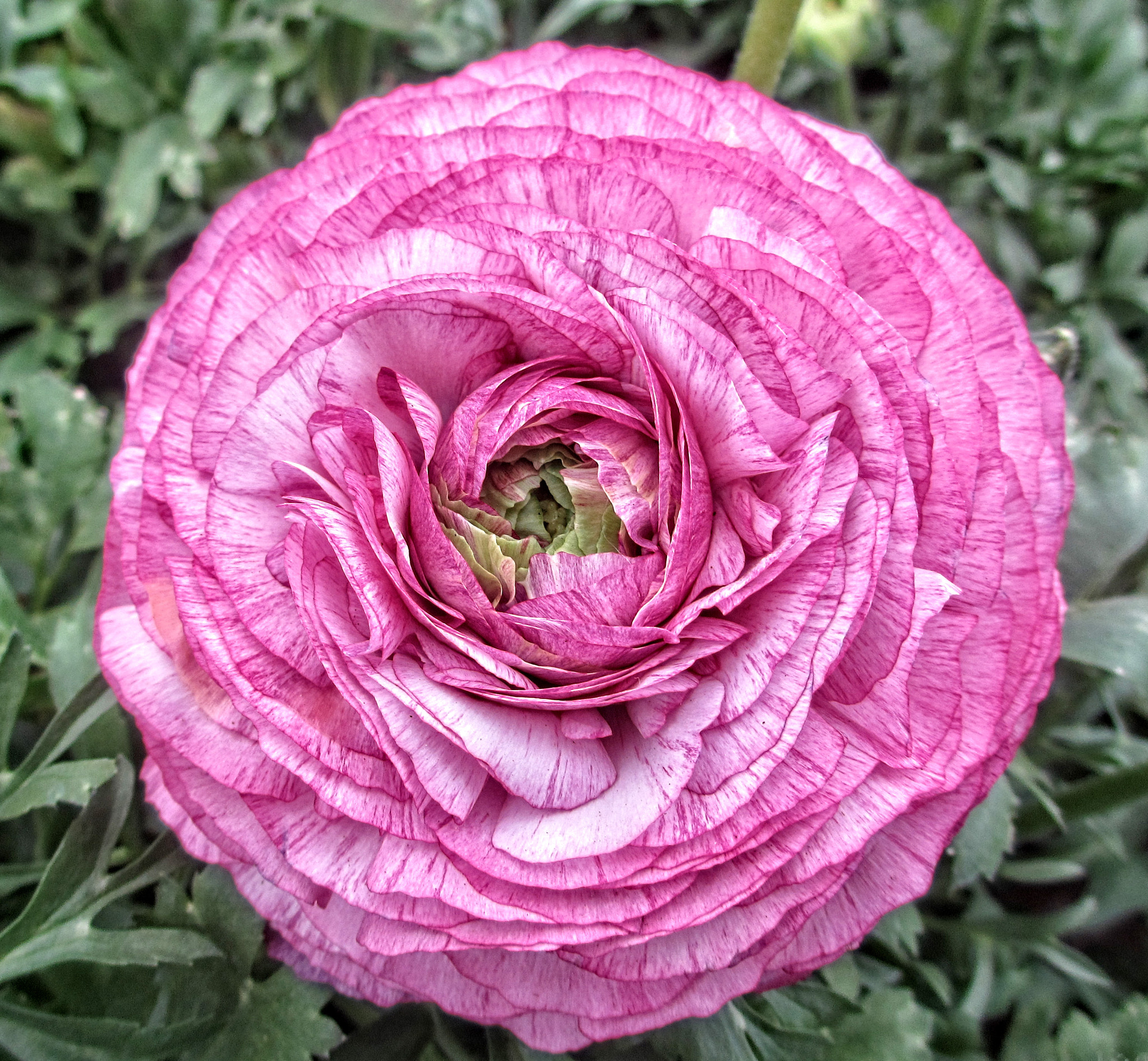 Canon PowerShot ELPH 310 HS (IXUS 230 HS / IXY 600F) sample photo. Hi ranun 05 photography