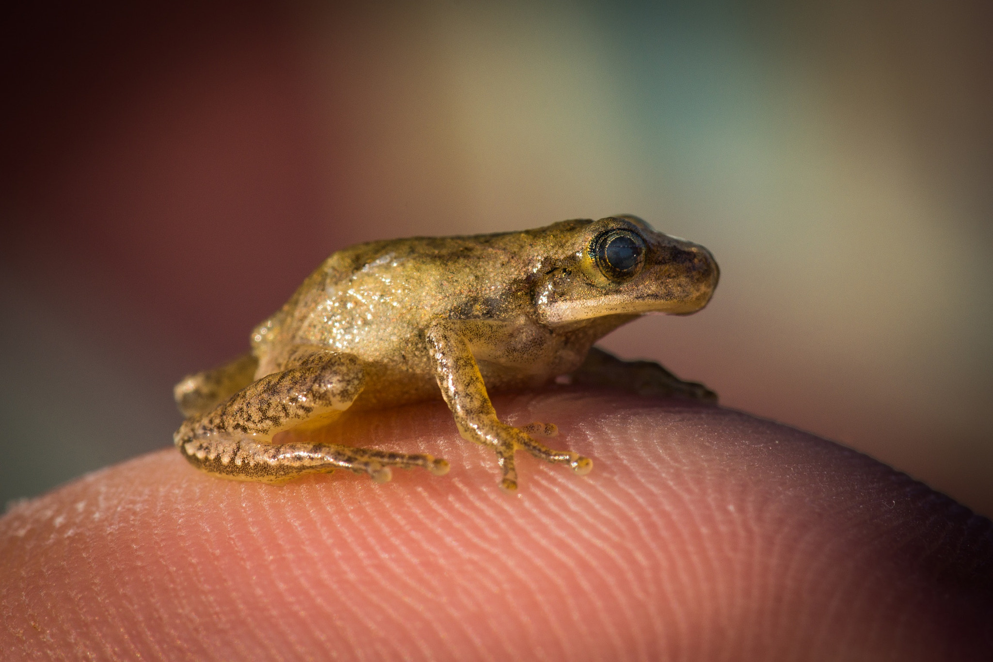 Sony SLT-A77 + Sony 100mm F2.8 Macro sample photo