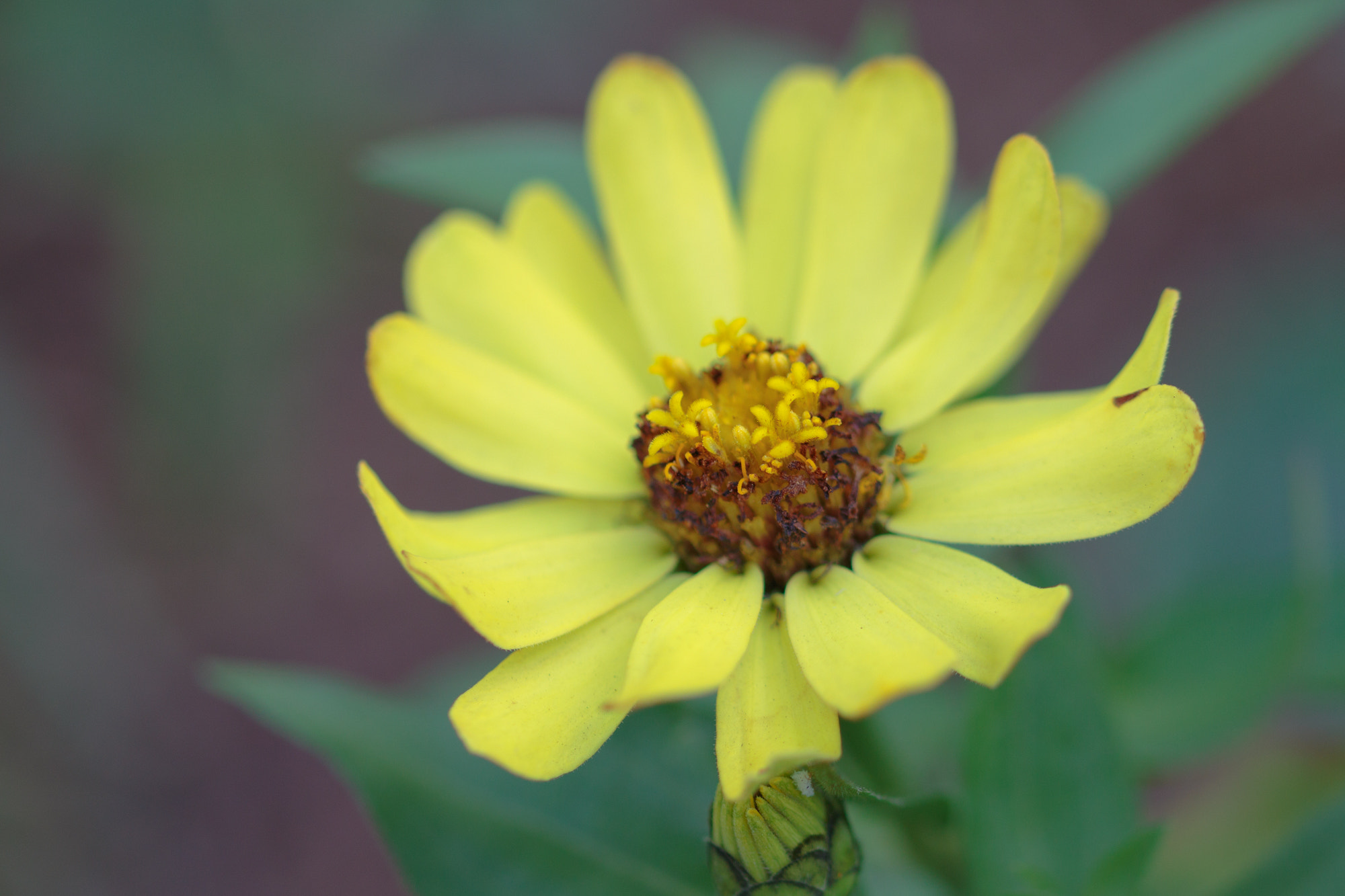 Sigma 105mm F2.8 EX DG OS HSM sample photo. Nature photography
